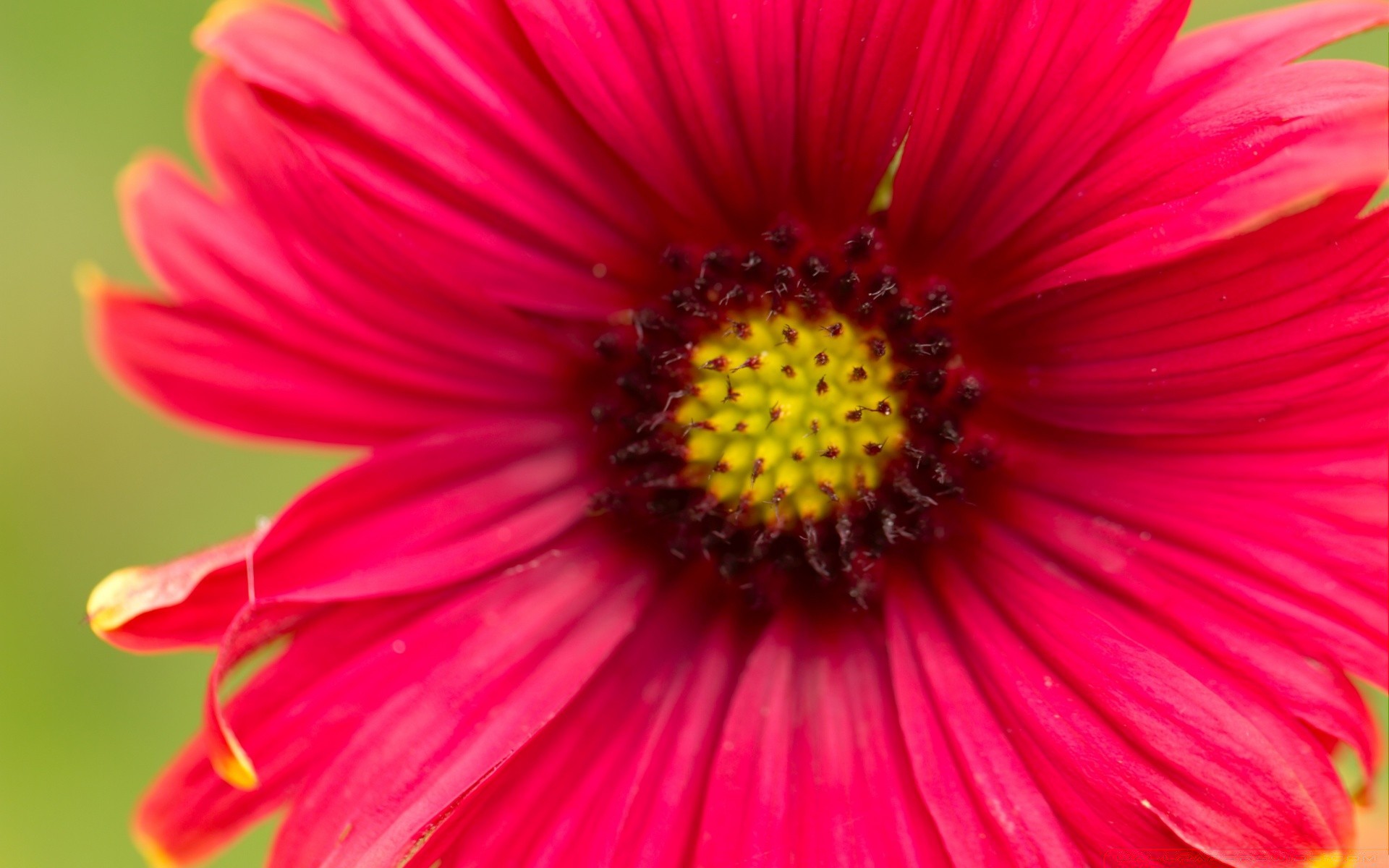 flowers flower nature flora summer petal bright garden color blooming floral beautiful close-up leaf