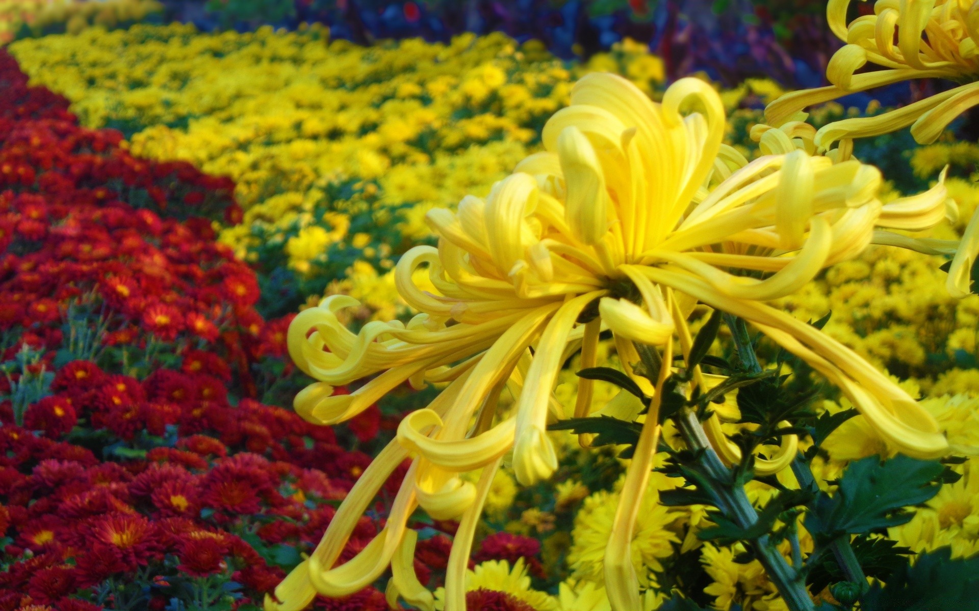 fiori natura fiore giardino flora colore estate fiore foglia bella crescita luminoso campo floreale all aperto