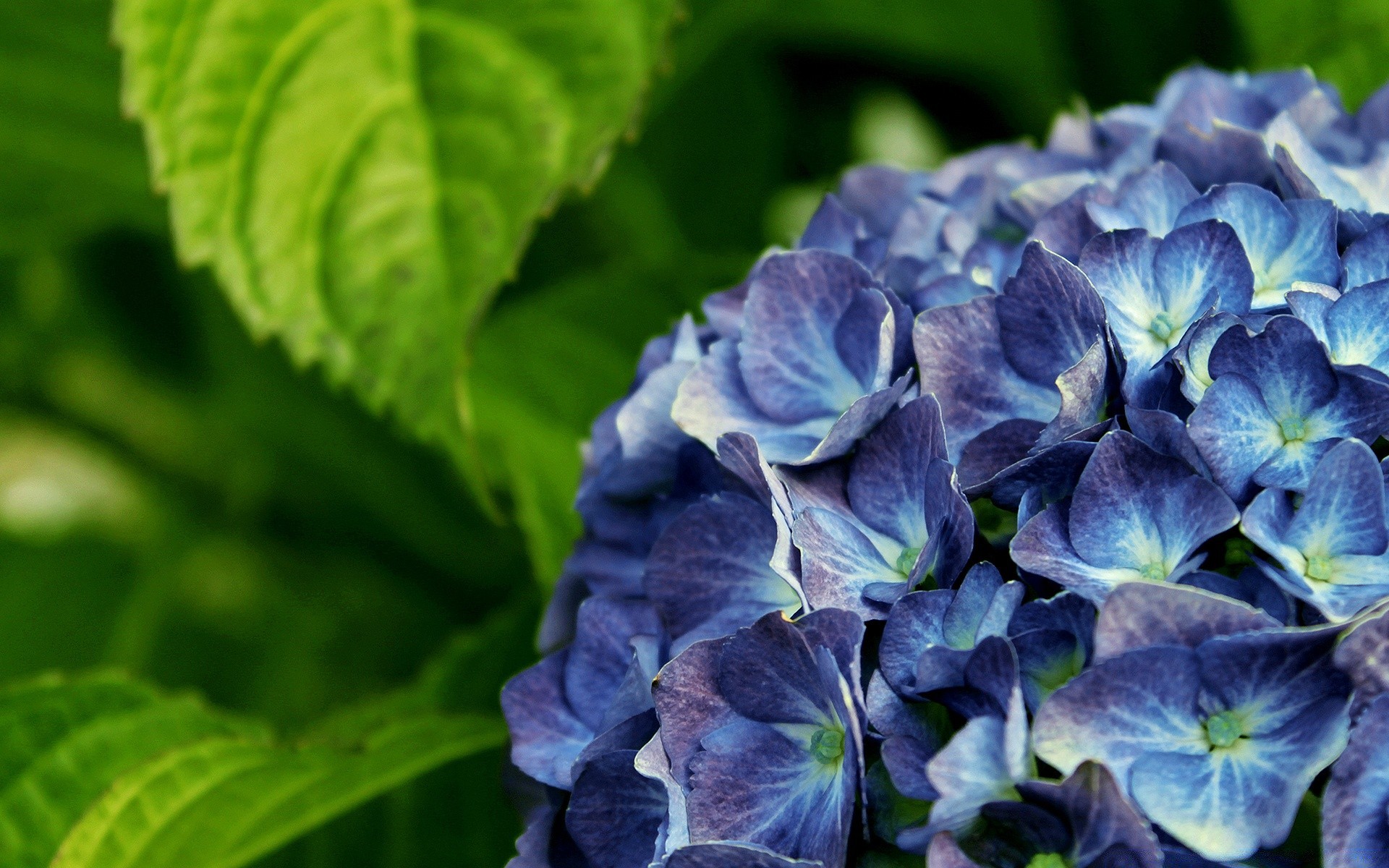 fleurs feuille flore nature jardin fleur été floral gros plan bluming pétale croissance couleur botanique lumineux saison à l extérieur violet belle