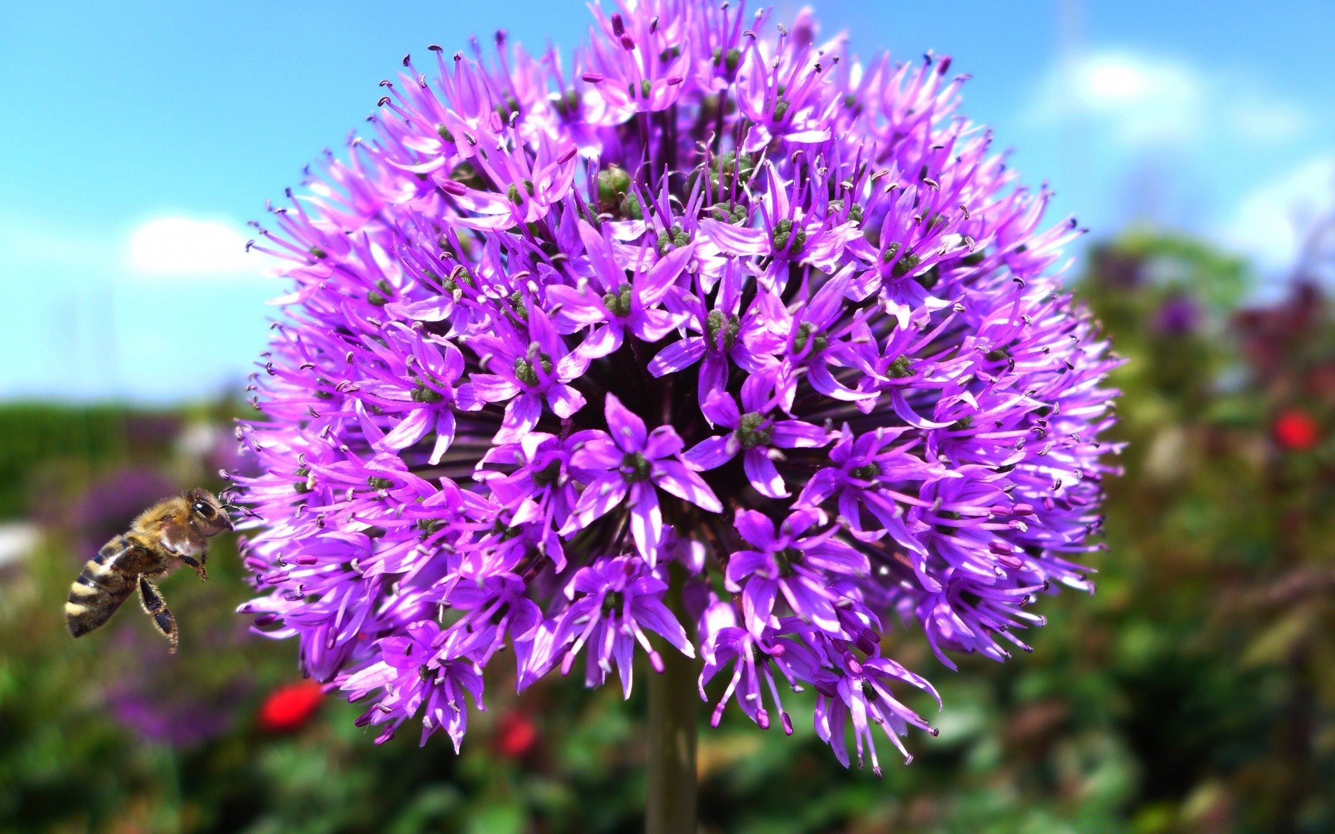 flores natureza flor verão flora ao ar livre blooming jardim close-up pétala selvagem violet floral