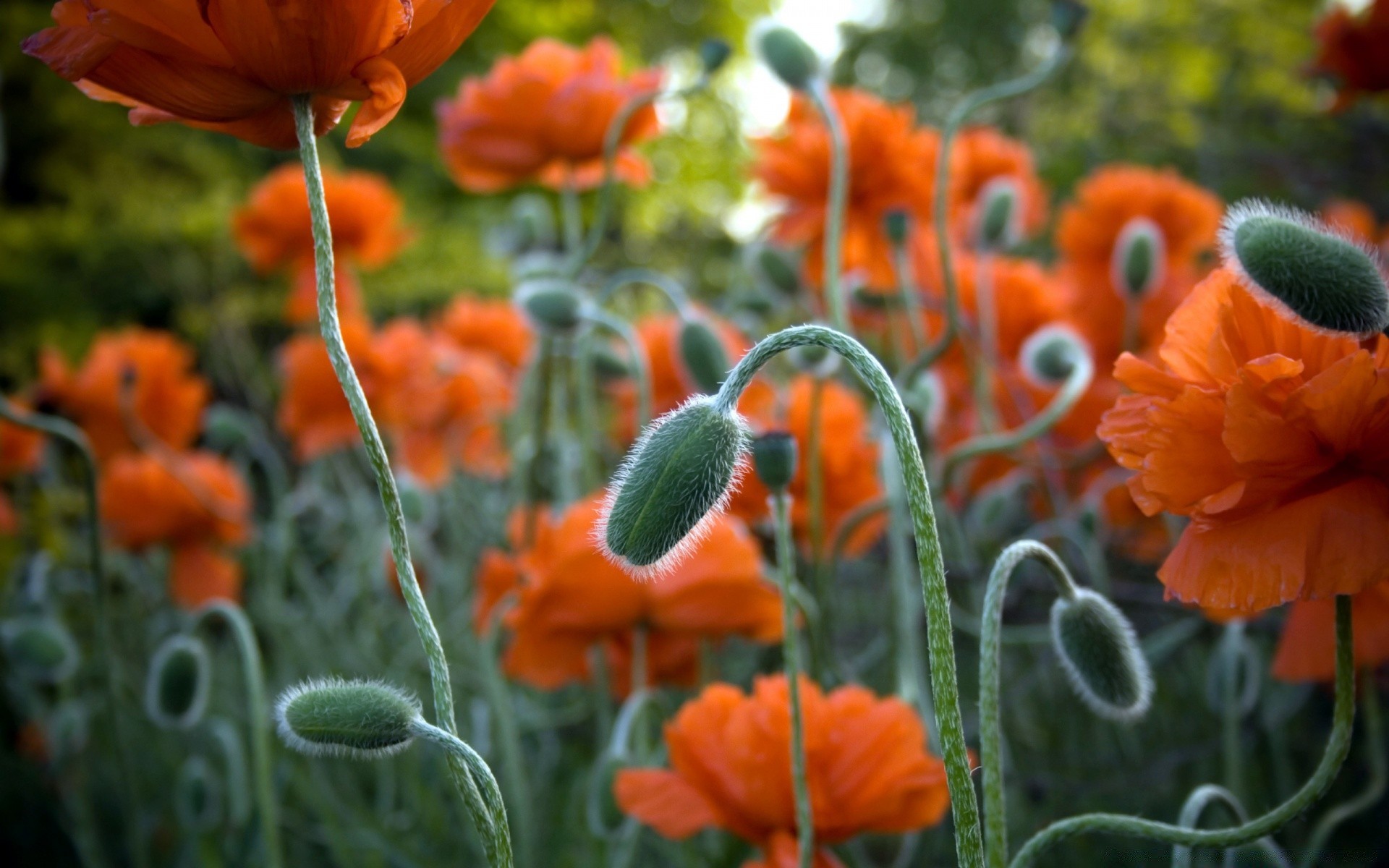 flores naturaleza flor flora jardín hoja verano brillante color estación al aire libre poppy buen tiempo pétalo campo crecimiento floral cáscara floración primer plano