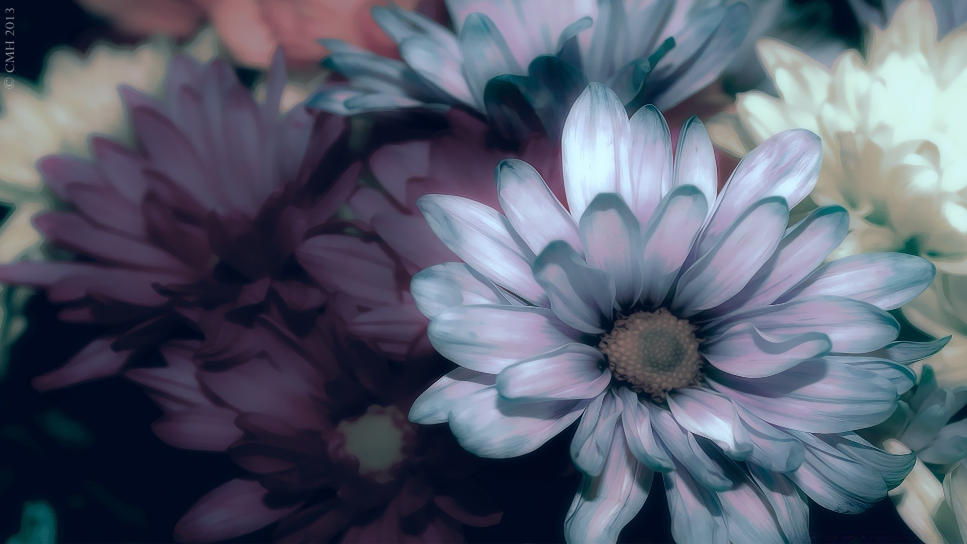 flowers flower flora nature beautiful color floral petal garden blooming bright leaf summer desktop close-up delicate