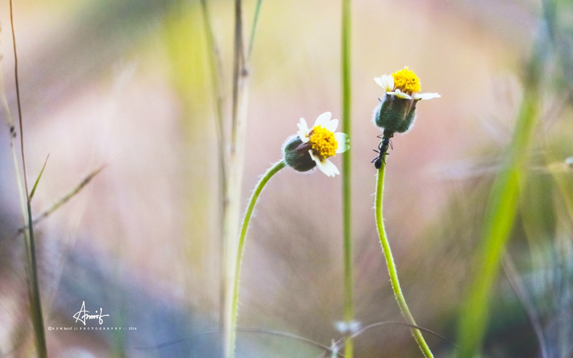 flowers nature outdoors flora flower summer grass growth leaf fair weather husk