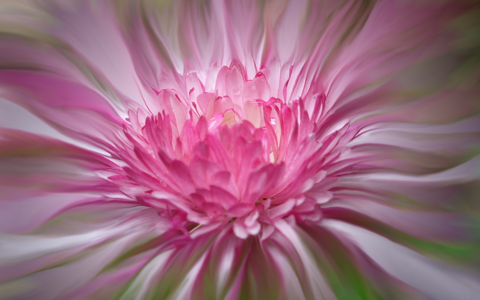 flowers flower nature flora summer garden color bright pollen petal beautiful delicate blooming leaf close-up