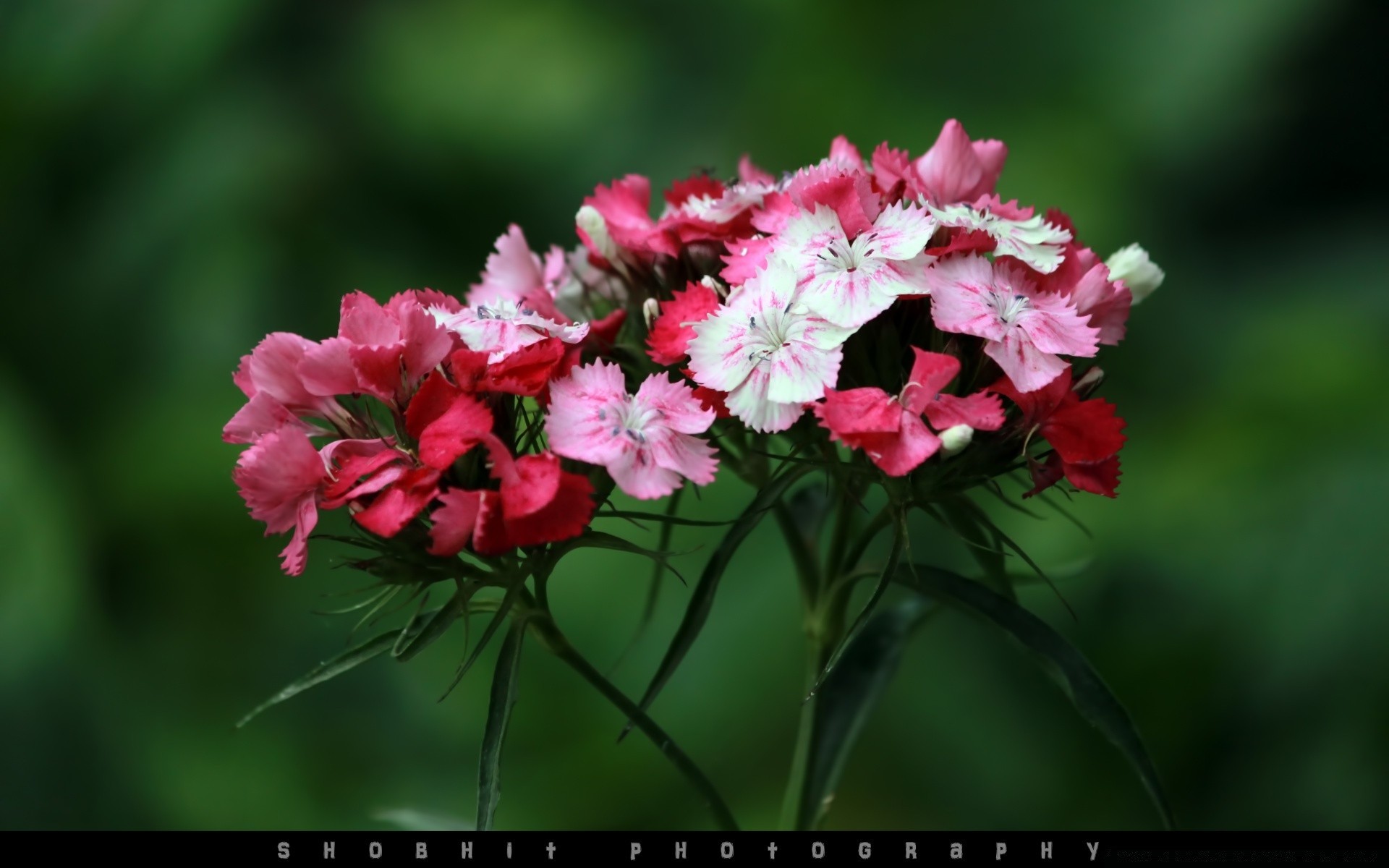 flowers flower flora nature garden leaf floral blooming petal summer color close-up beautiful season bright park bud growth husk bouquet