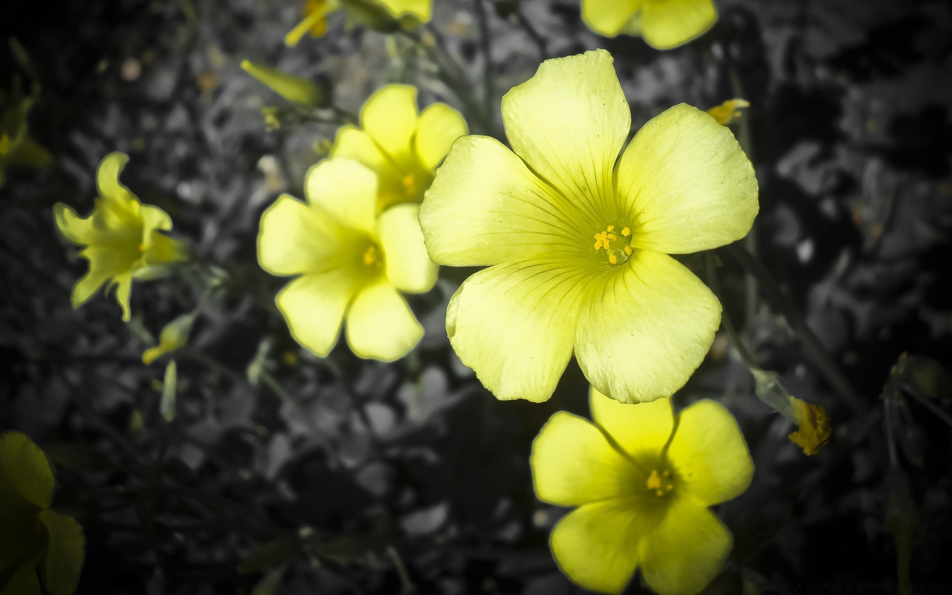 花 花 自然 植物 盛开 花园 叶 户外 花瓣 明亮 花 夏天 颜色