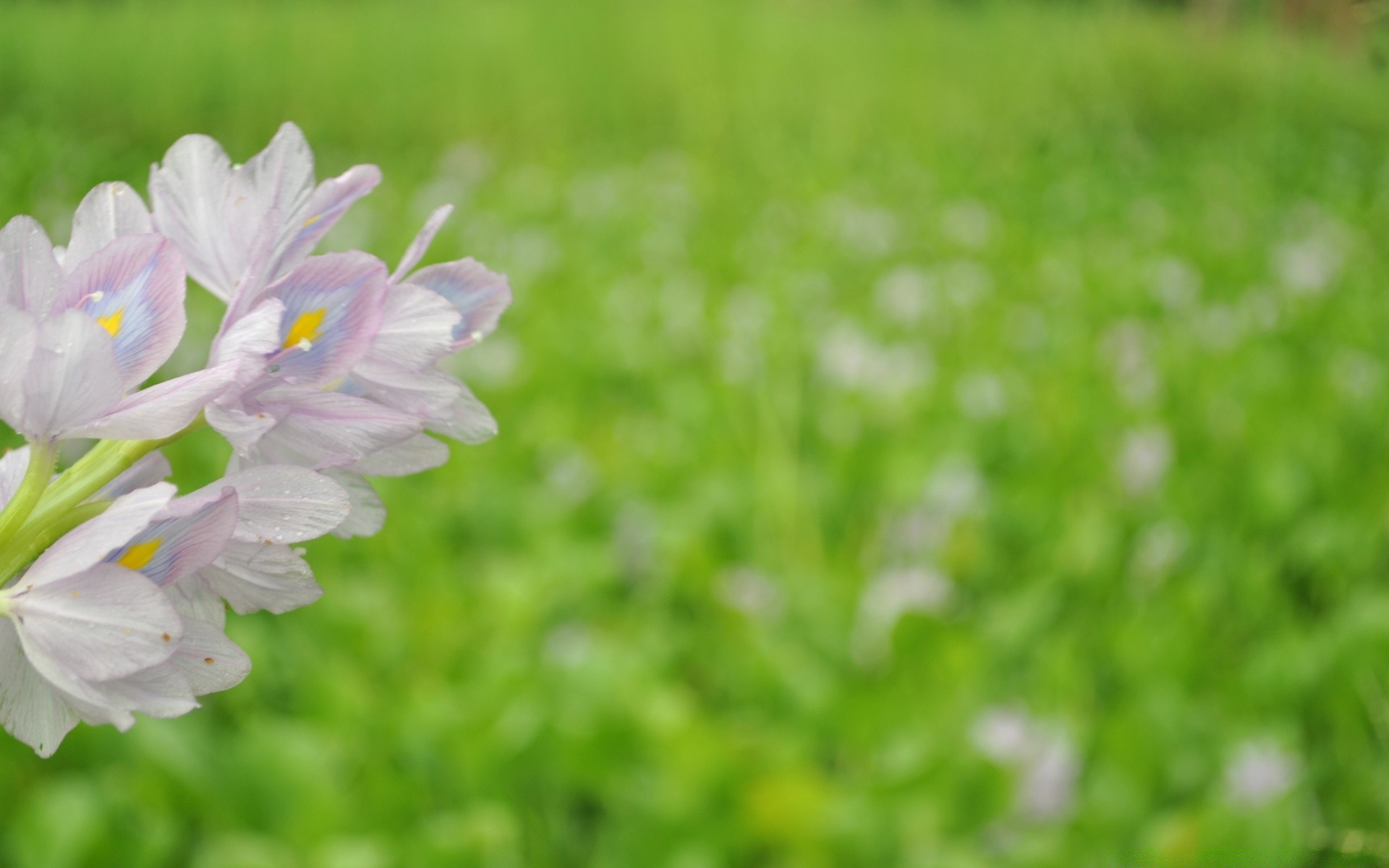 fleurs fleur flore nature jardin été herbe champ foin saison feuille croissance gros plan couleur lumineux bluming floral environnement beau pétale