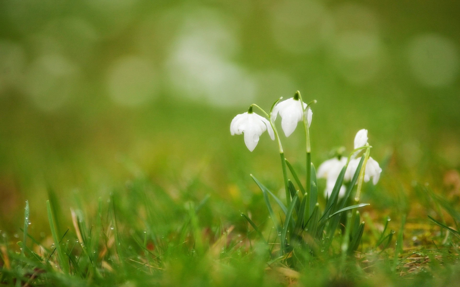 flowers grass nature leaf hayfield summer outdoors flora growth fair weather field garden season bright lawn little blur