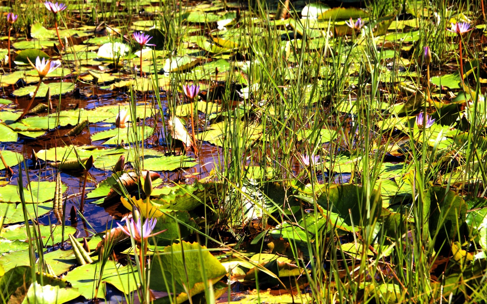 fleurs flore nature feuille piscine jardin parc été fleur à l extérieur environnement herbe eau belle lotus couleur bois sauvage tropical