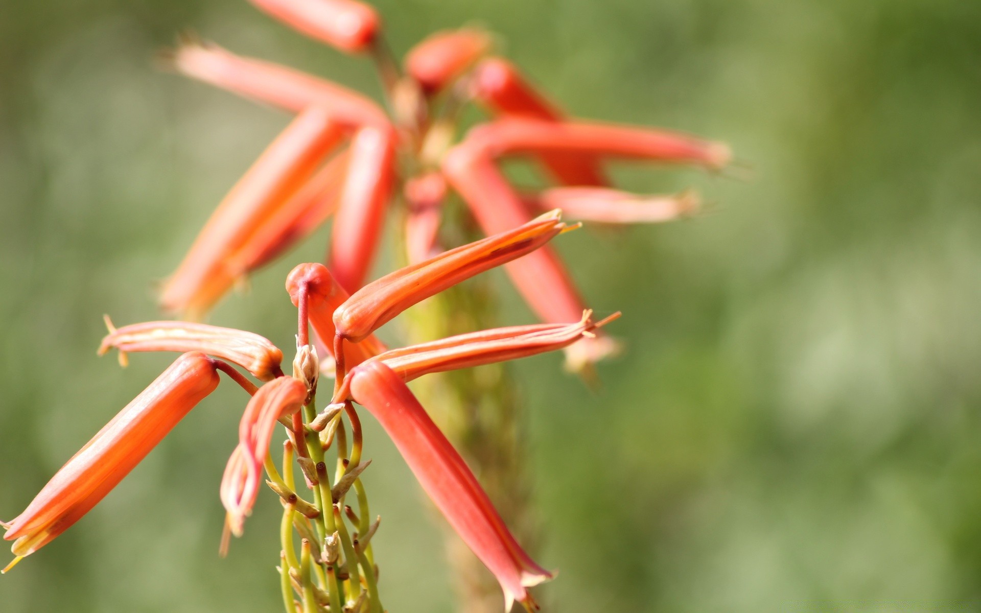 kwiaty natura na zewnątrz liść lato kwiat flora tropikalny ogród wzrost