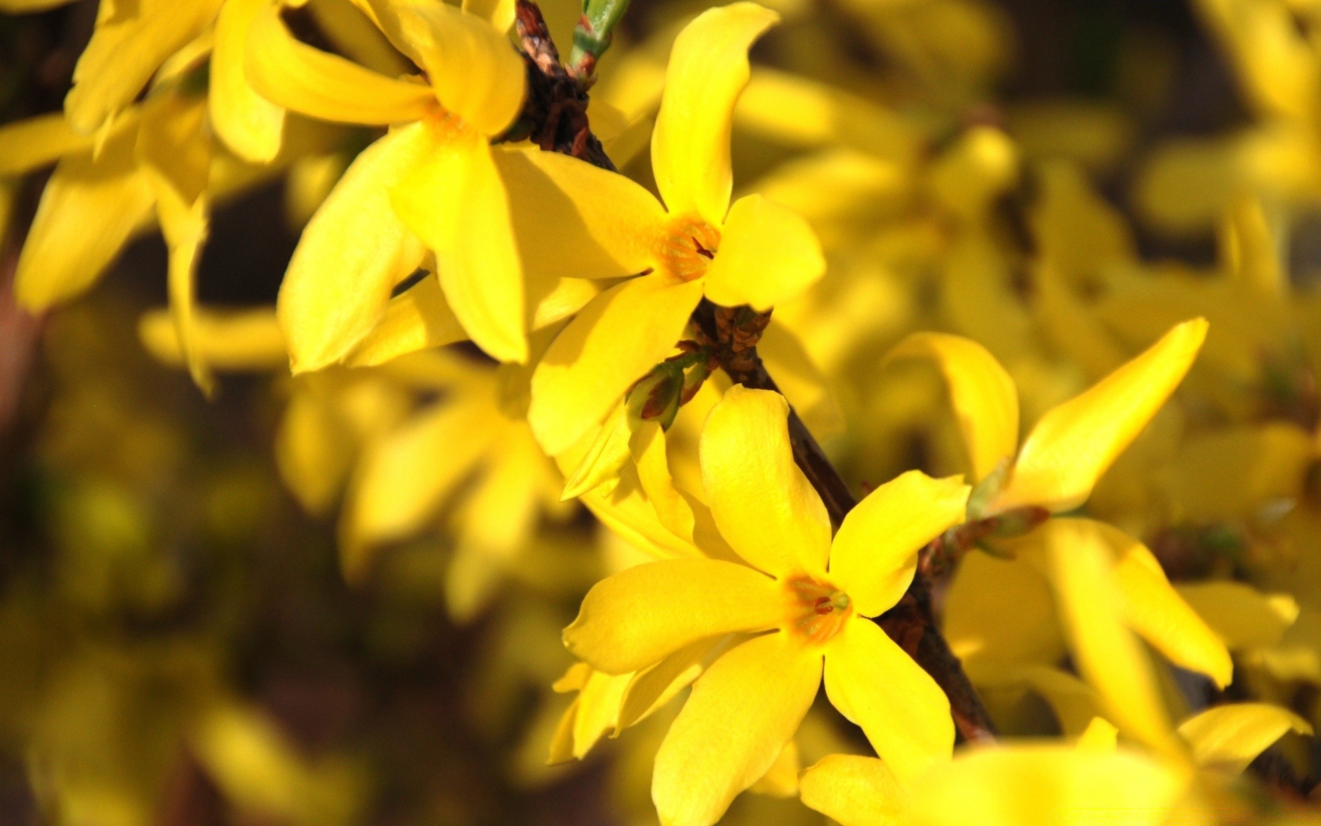 flowers nature flower flora leaf garden summer bright color close-up outdoors growth floral season