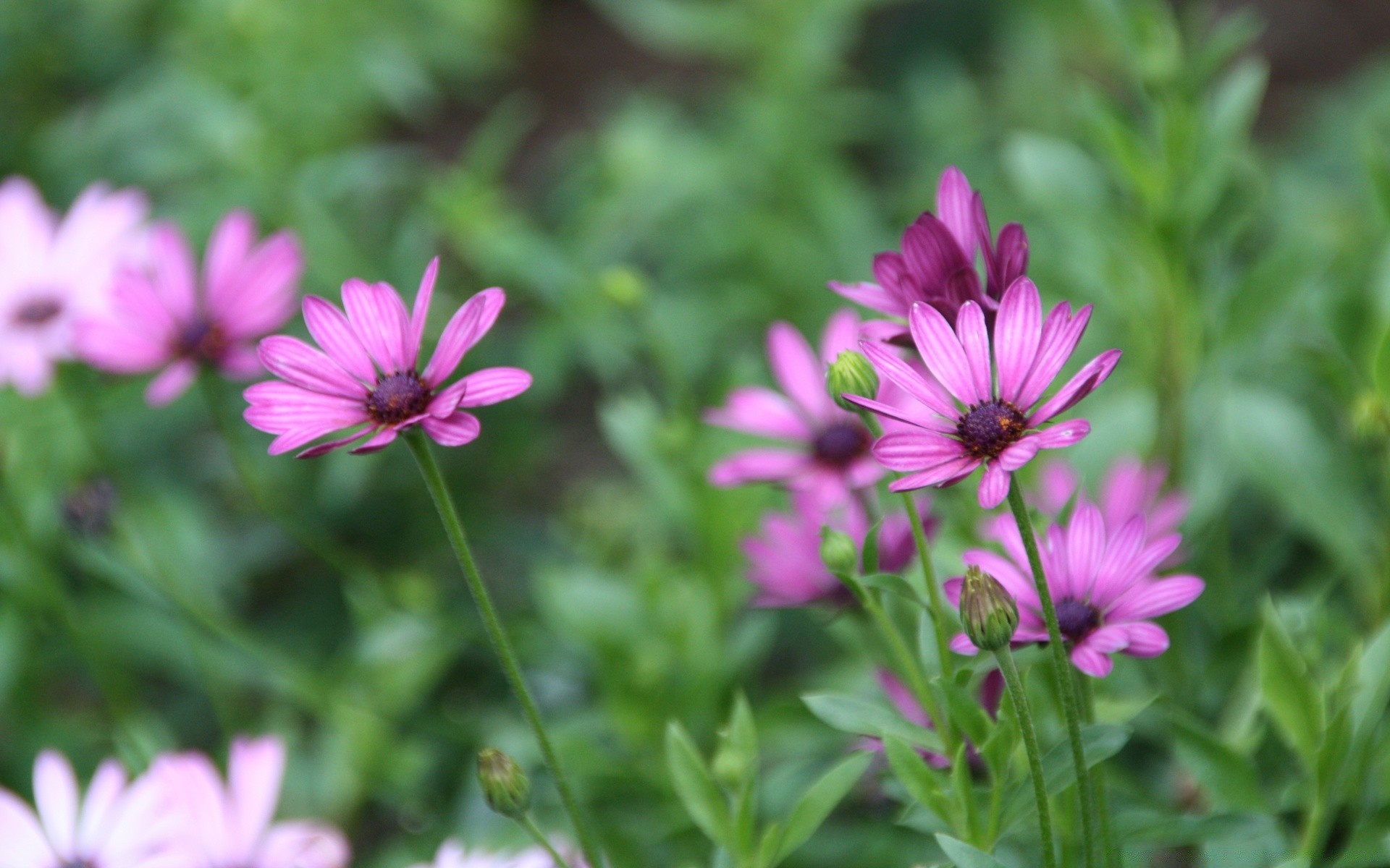 çiçekler doğa çiçek flora yaz bahçe yaprak çiçeklenme parlak çiçek alan petal renk çimen vahşi yakın çekim büyüme polen güzel botanik