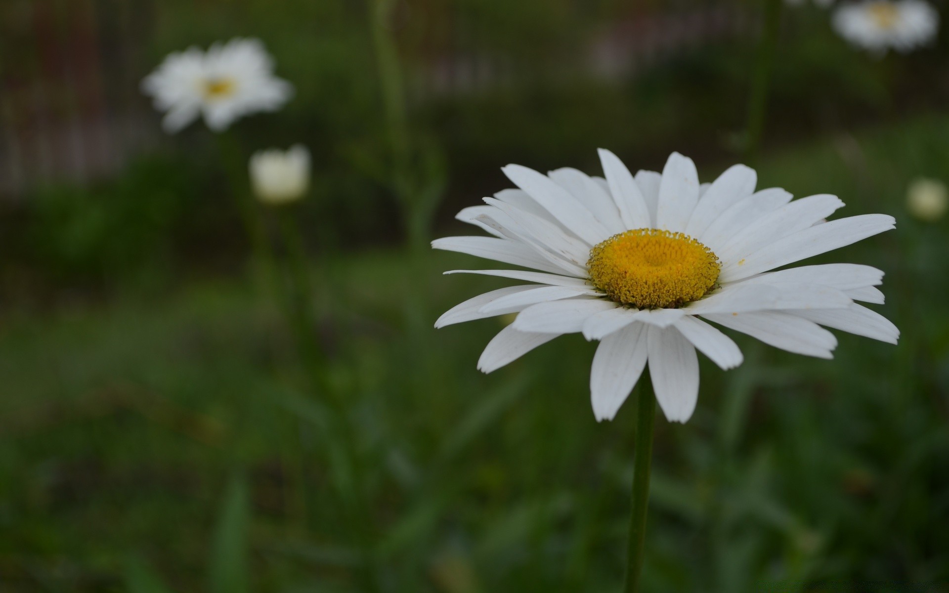 flowers nature flower flora summer chamomile field garden grass growth leaf bright hayfield season blooming floral color outdoors sun close-up