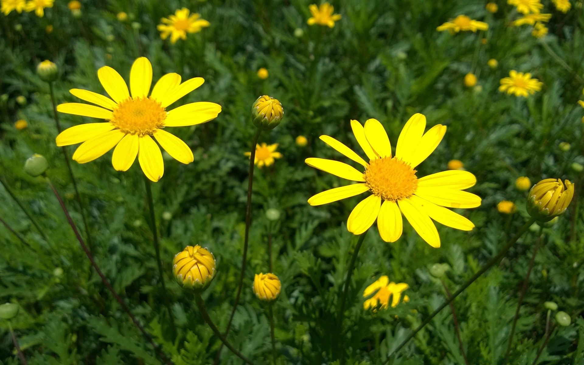 fleurs nature été fleur flore champ foin lumineux jardin herbe floral à l extérieur pétale bluming saison sauvage croissance gros plan feuille couleur