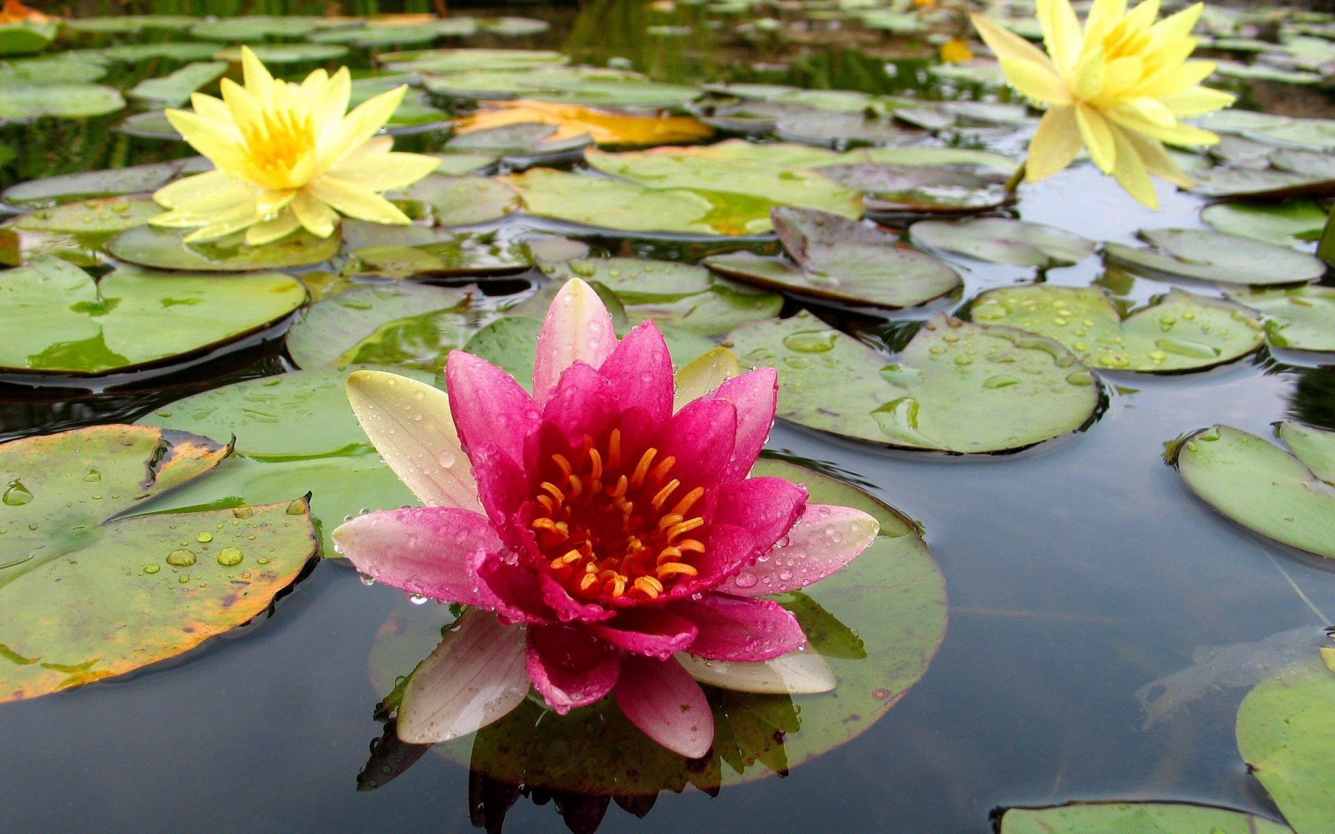 çiçekler havuz lotus lily nilüfer yaprak su çiçek yüzme meditasyon zen doğa tropikal flora egzotik çiçek açan güzel park lotus yaz bahçe