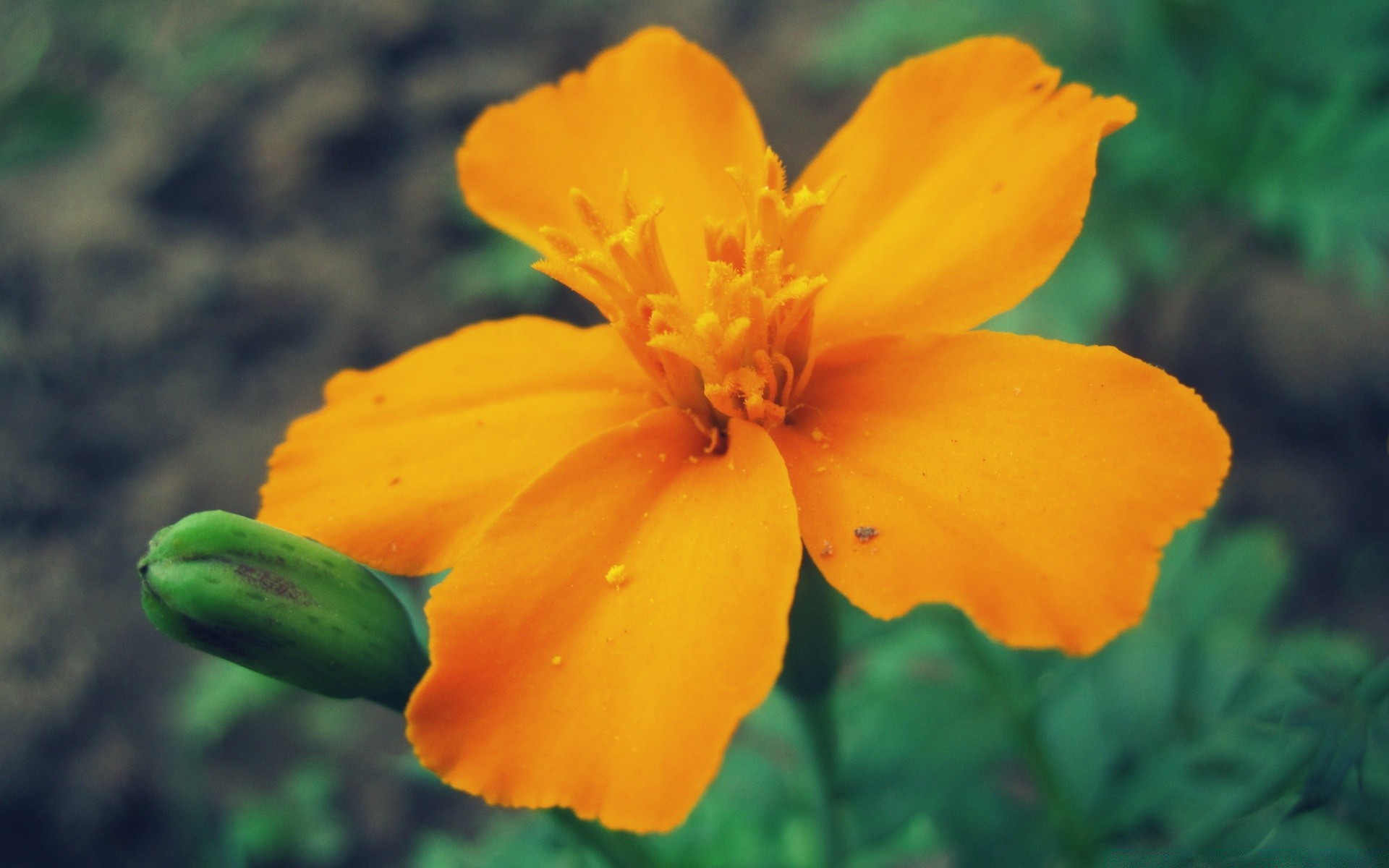 花 自然 花 植物 叶 户外 夏天 花园 明亮 花瓣 生长 开花 颜色 模糊 好天气