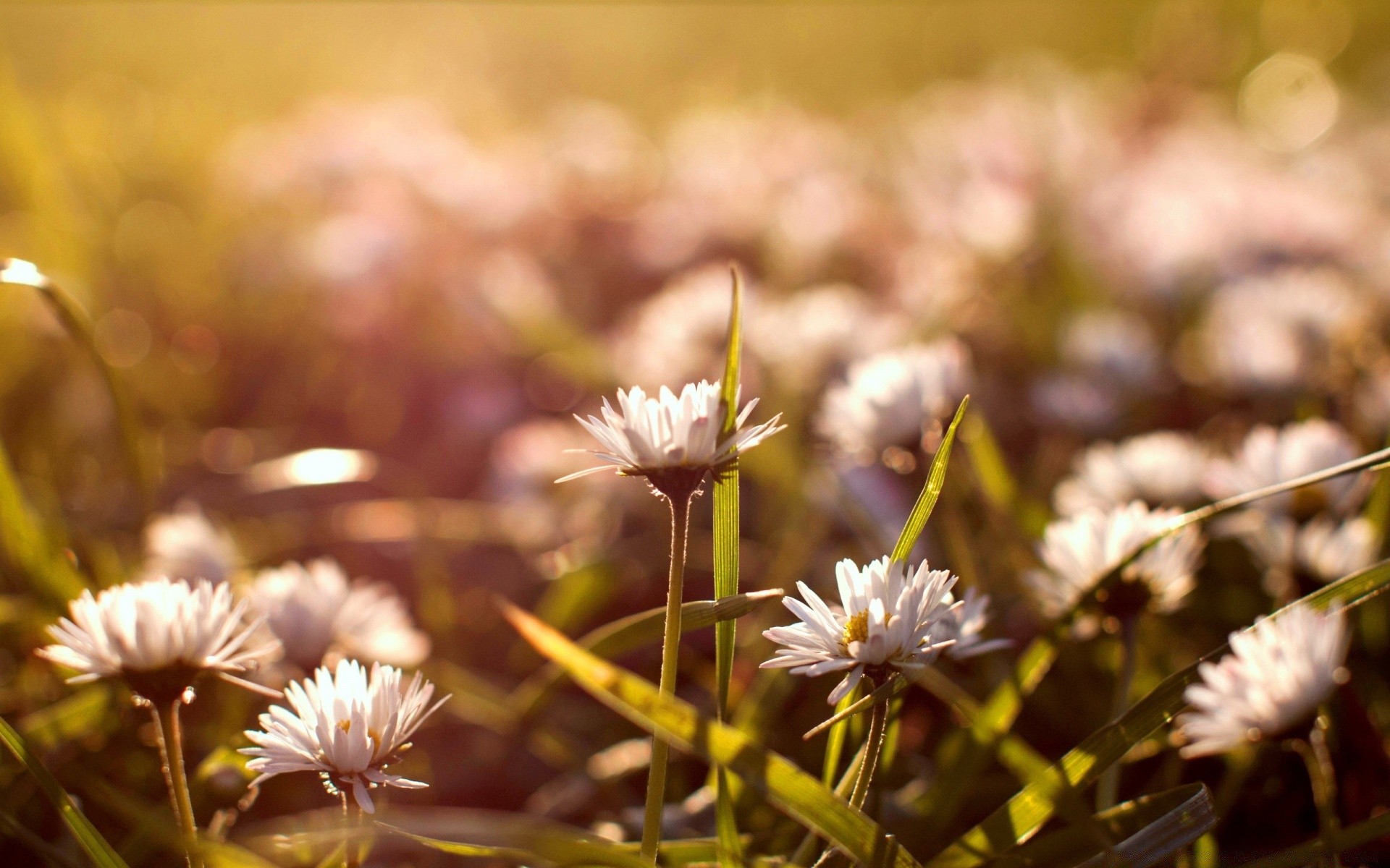 flowers flower nature flora garden outdoors park leaf summer blooming field grass petal fair weather close-up floral color