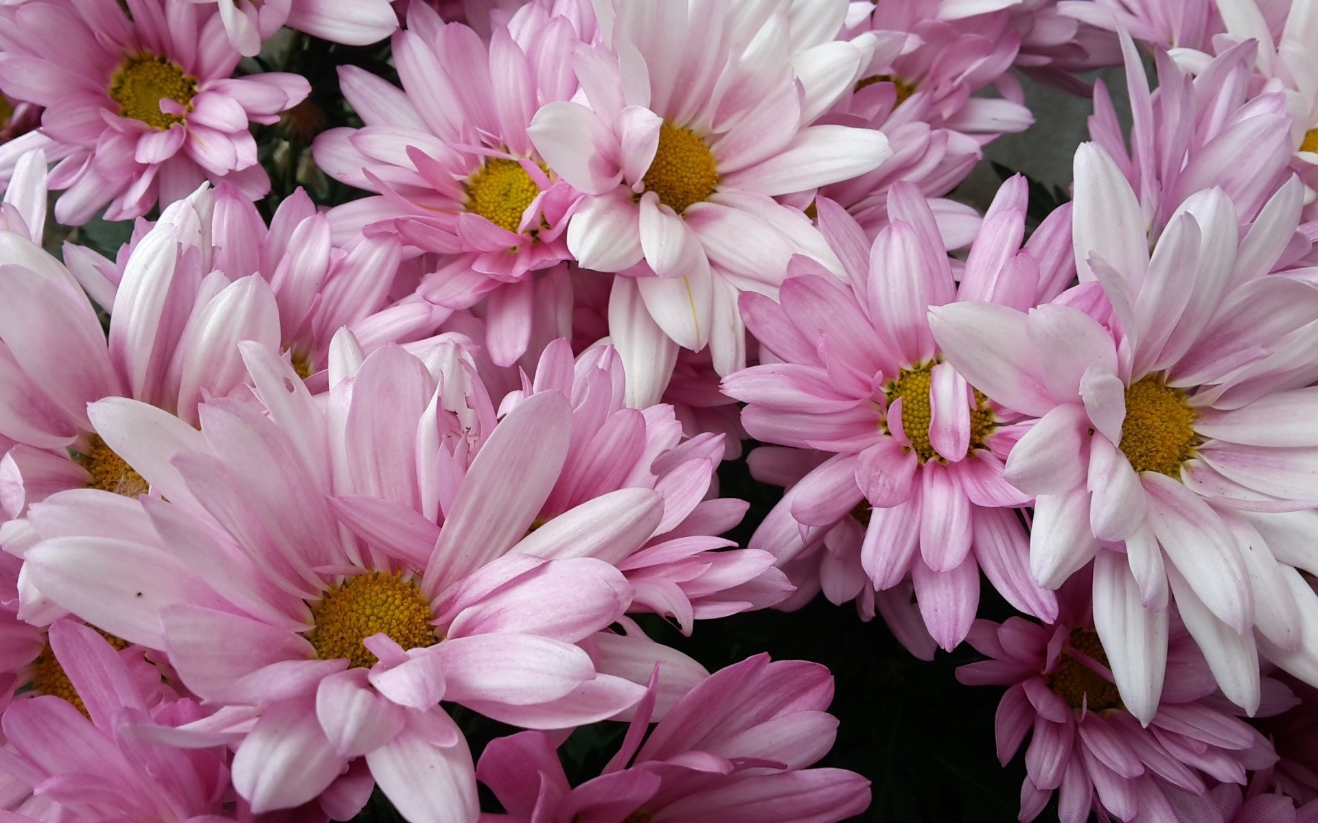 flowers flower flora nature garden petal blooming floral summer leaf bouquet bright color head beautiful chrysanthemum season decoration close-up botanical