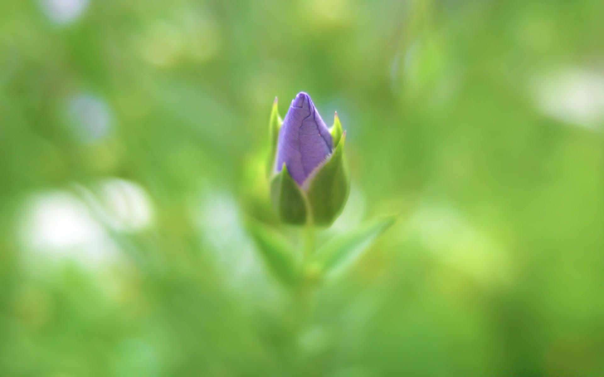 flowers leaf nature summer flora garden blur flower growth outdoors bright grass dof