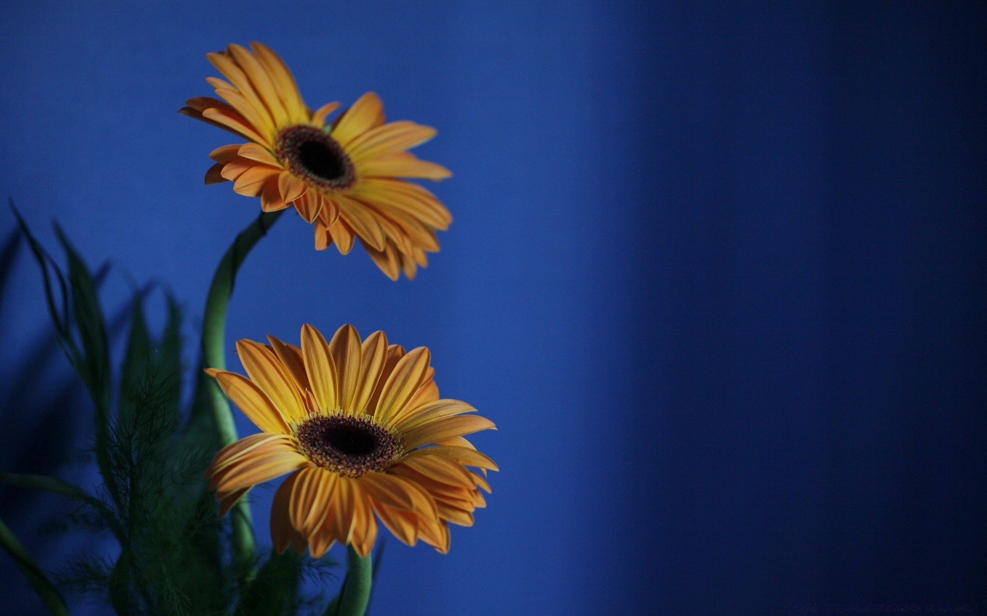 flowers nature summer flower bright flora growth leaf fair weather sun color outdoors