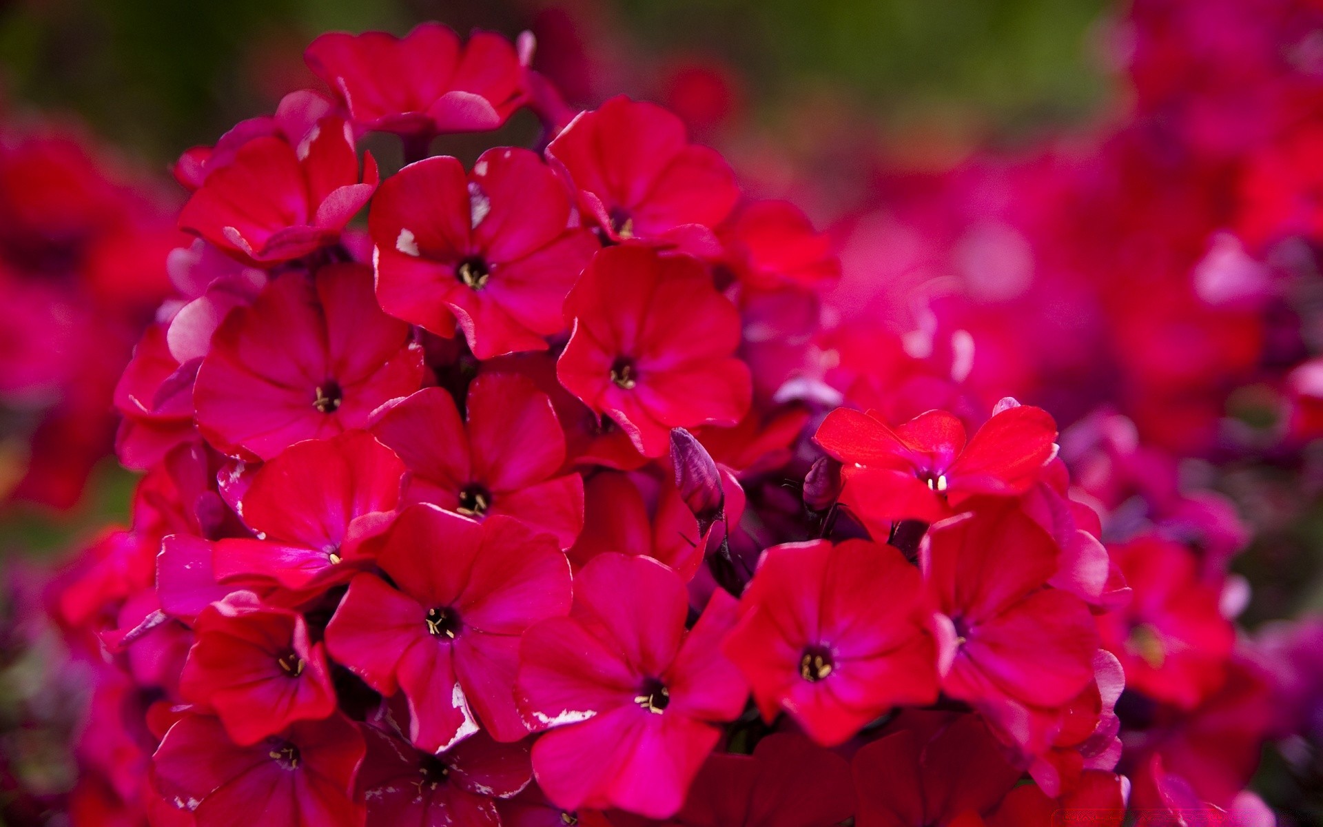 fiori fiore natura giardino flora petalo fiore estate colore foglia decorazione