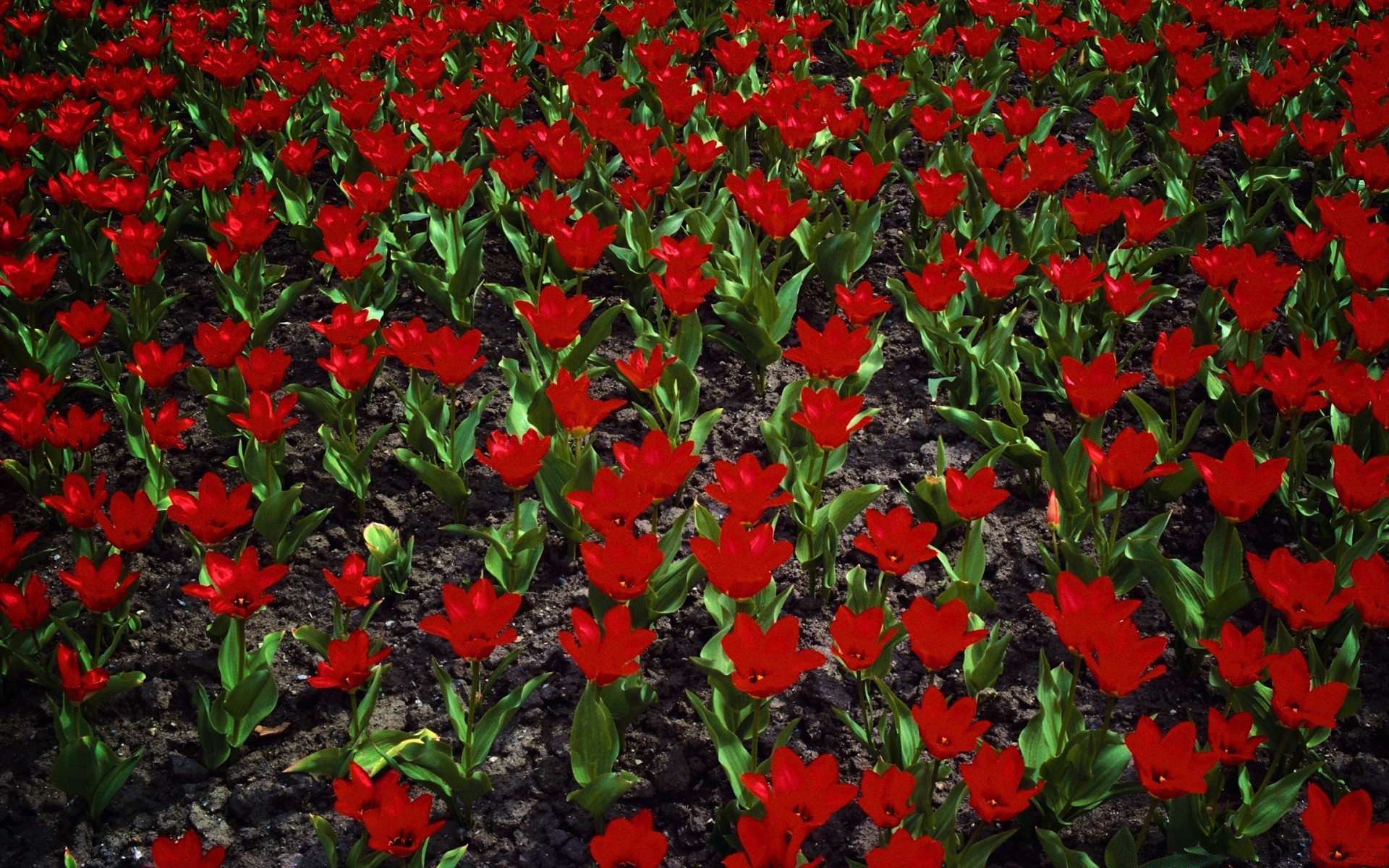 çiçekler çiçek bahçe flora doğa lale alan çiçek yaprak çiçeklenme sezon yaz petal yatak büyüme renk parlak açık havada canlı kırsal