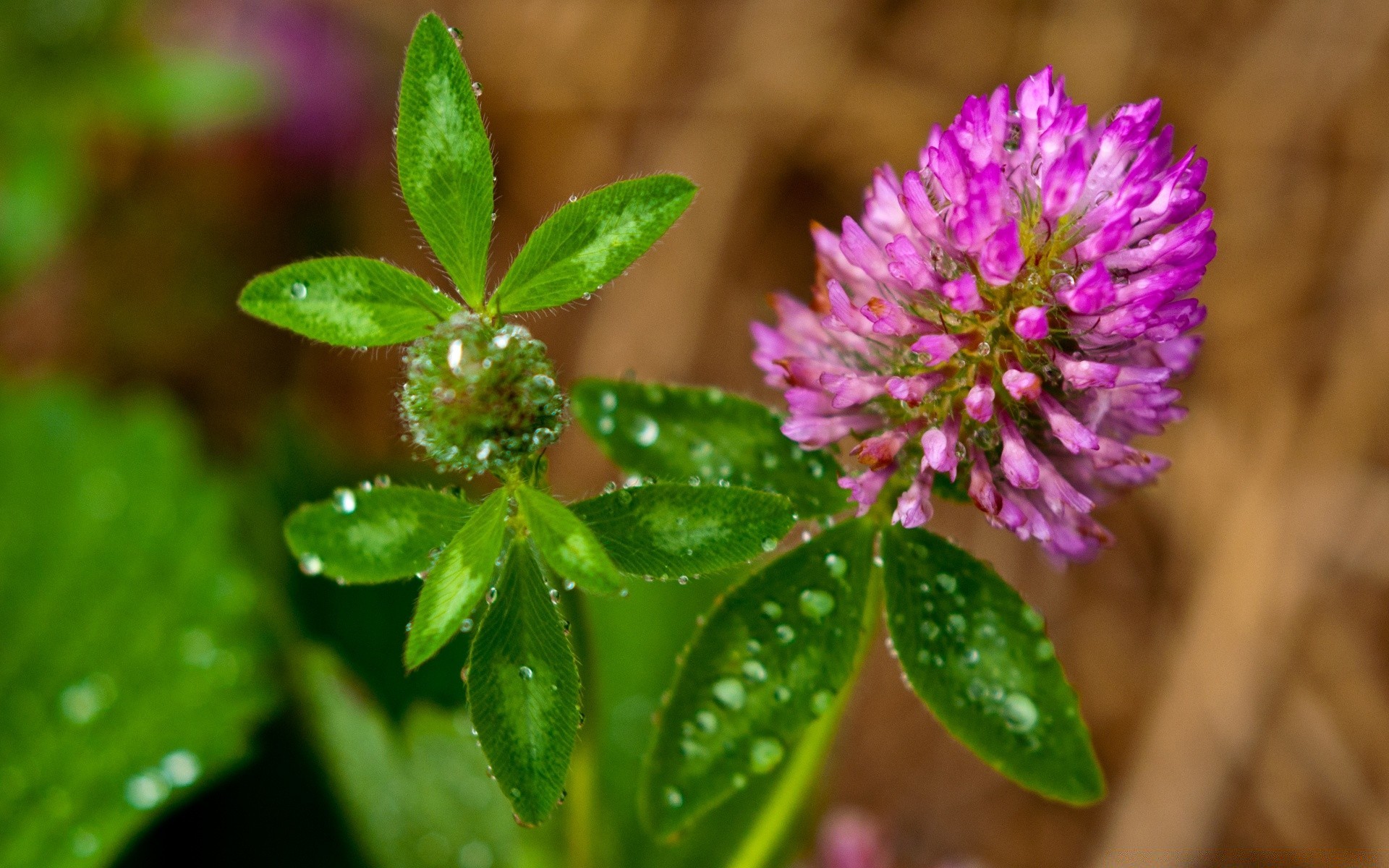 kwiaty natura flora liść kwiat zbliżenie ogród wzrost na zewnątrz lato środa mało dziki bluming kwiatowy kolor jasny