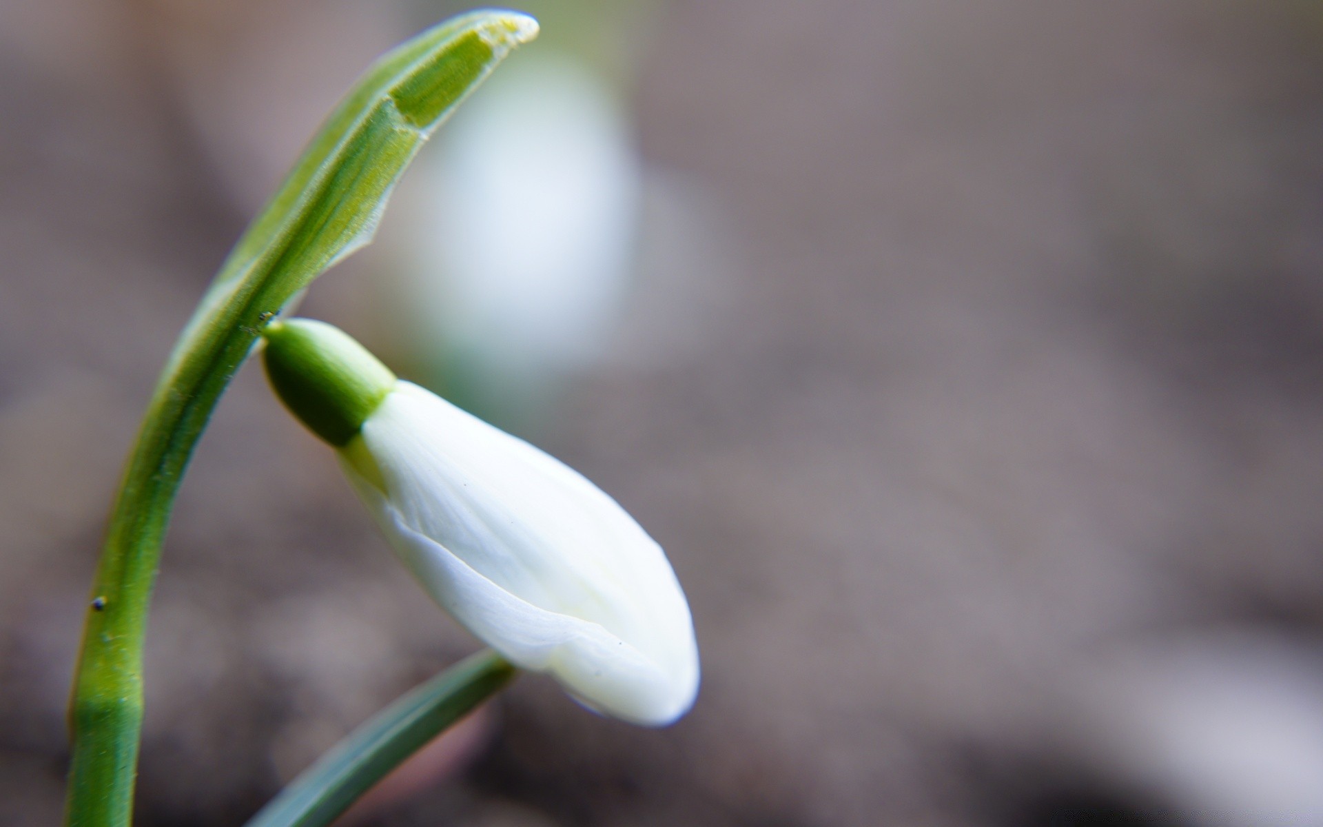 fiori natura fiore sfocatura foglia flora all aperto pioggia dop crescita caduta giardino bel tempo