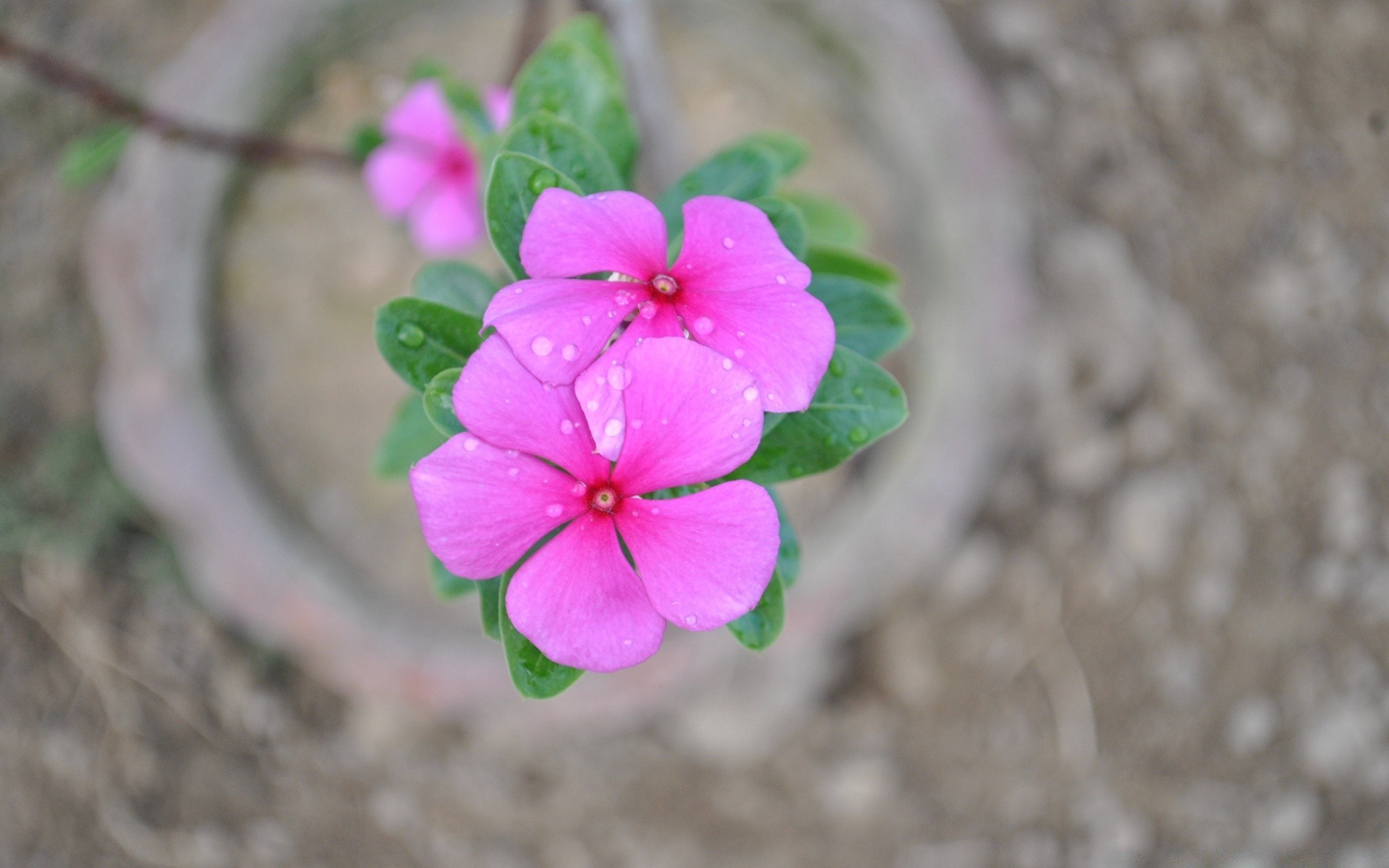 flowers flower nature flora garden summer close-up leaf blooming petal outdoors floral beautiful color