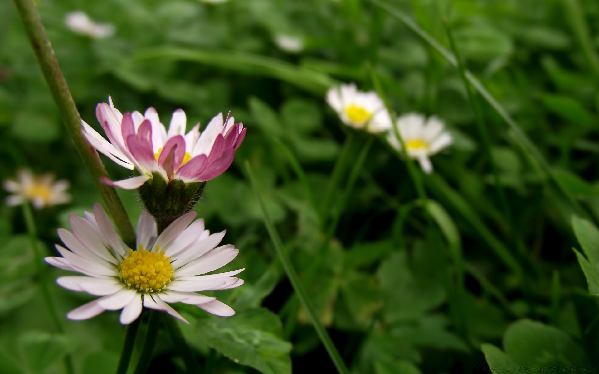 flowers nature flora flower summer leaf garden blooming floral petal bright growth season grass hayfield field close-up wild beautiful color