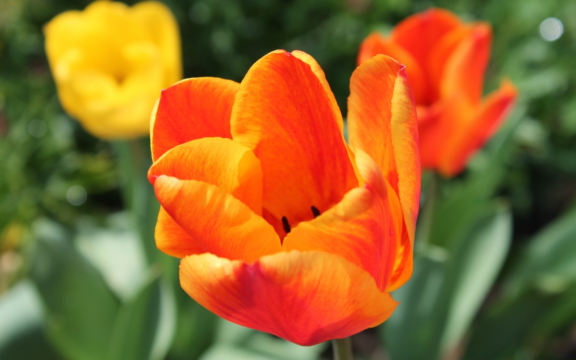 flowers flower nature flora garden leaf tulip summer color bright growth floral petal blooming outdoors season park