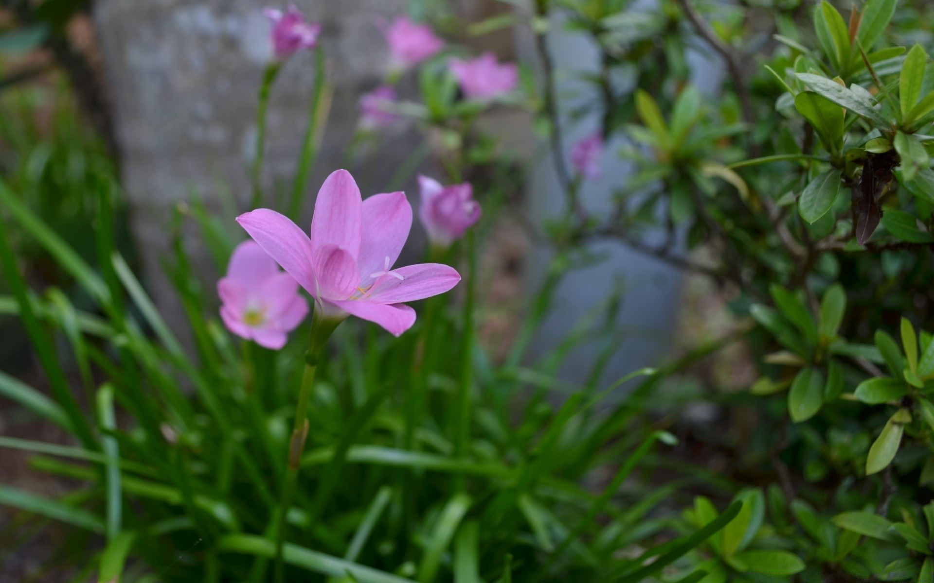 kwiaty kwiat natura ogród flora liść lato bluming kolor zbliżenie kwiatowy trawa wzrost piękny park płatek sezon jasny