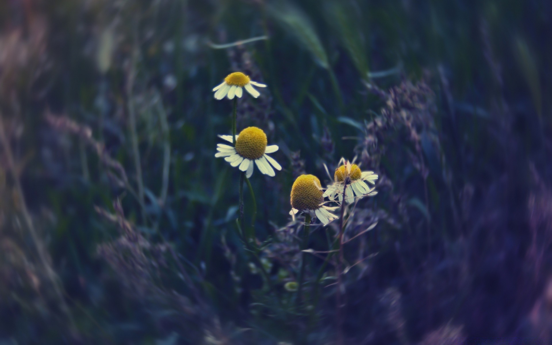 flowers nature flower flora summer outdoors grass wild leaf hayfield field fair weather