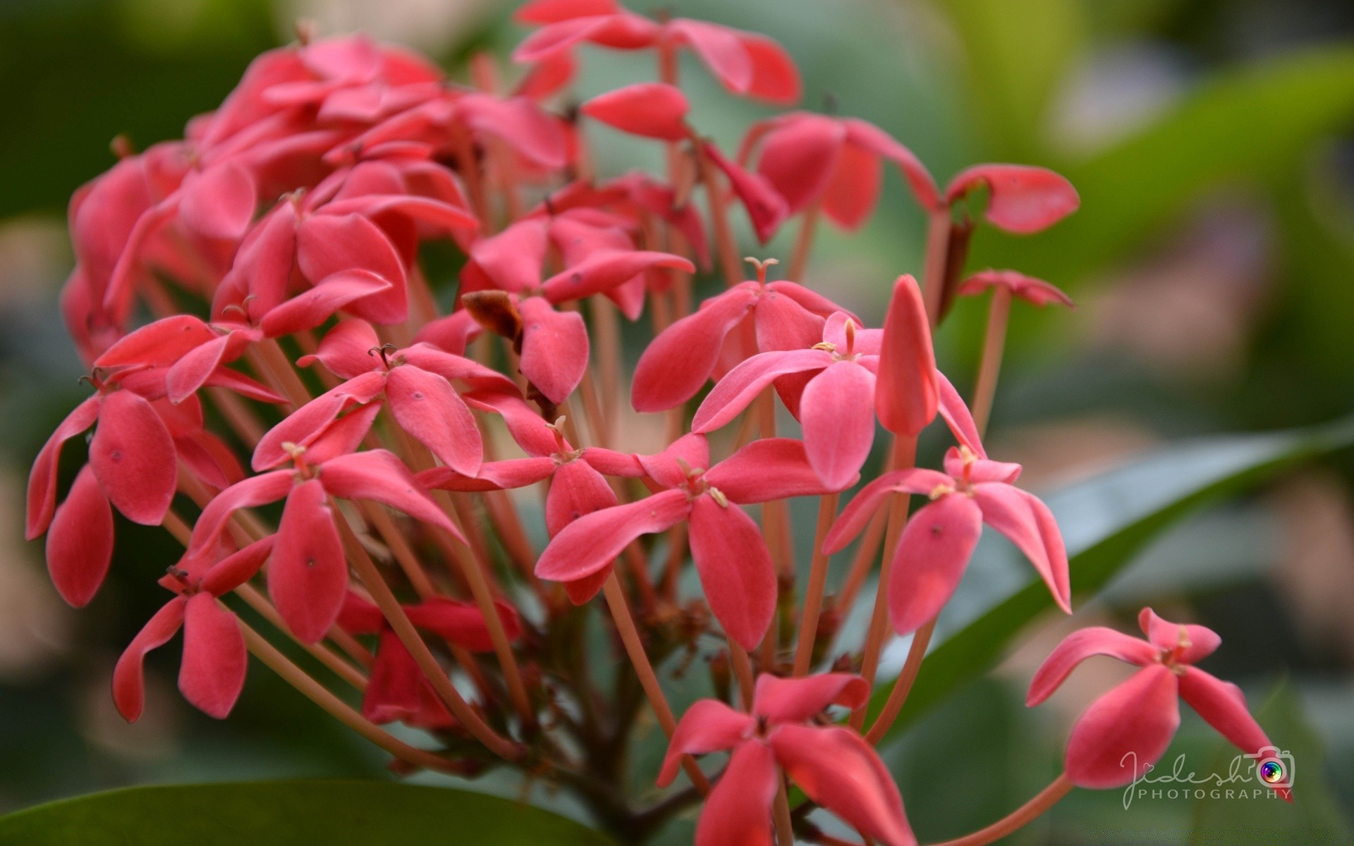 flores flor naturaleza flora hoja jardín verano floral al aire libre pétalo tropical color brillante bluming estación arbusto decoración