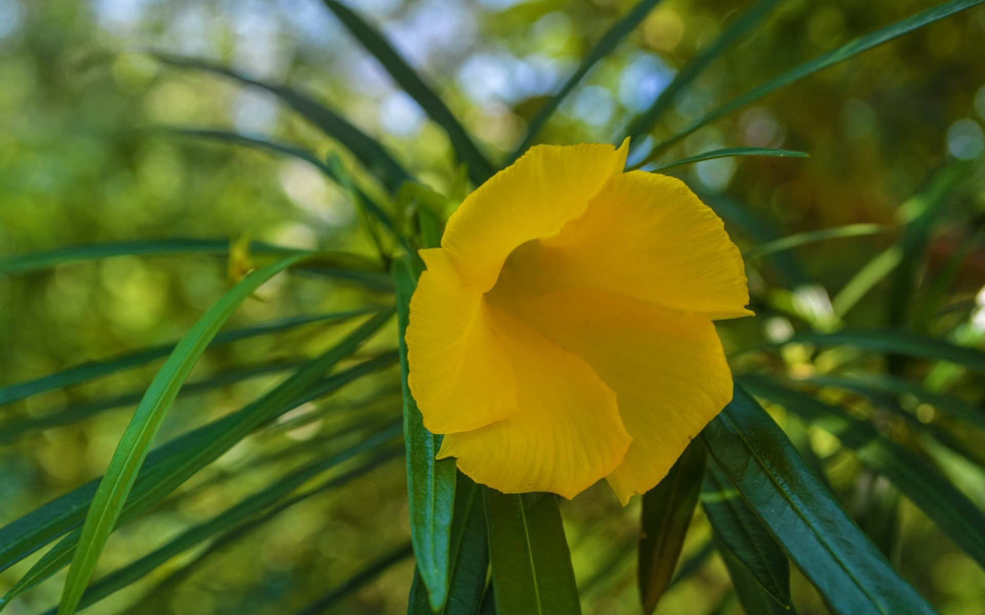 flowers nature leaf flora bright flower garden summer color growth outdoors tropical close-up environment season