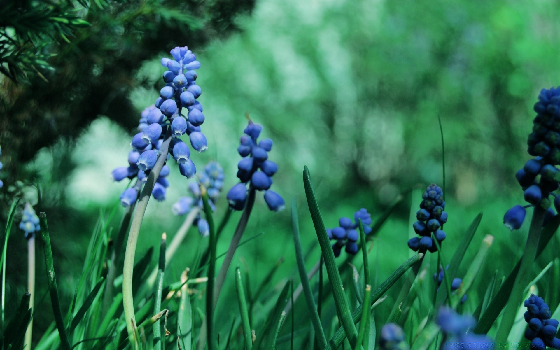 flores natureza folha verão flora grama temporada brilhante ao ar livre crescimento campo jardim flor jacinto cor selvagem bom tempo