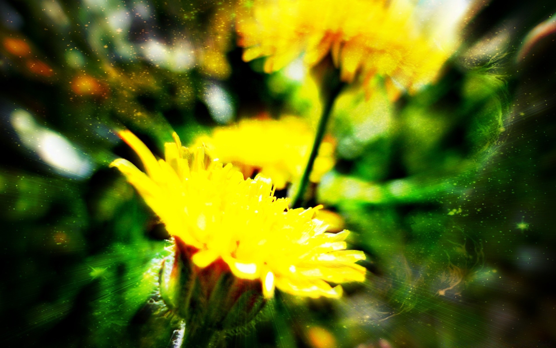 flowers nature flower flora summer garden leaf outdoors grass bright environment blooming color fair weather floral hayfield growth field sun season