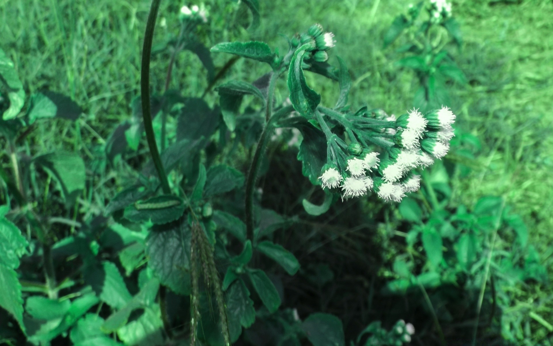 flowers nature leaf flora environment summer flower outdoors grass field season growth wild color garden fair weather food