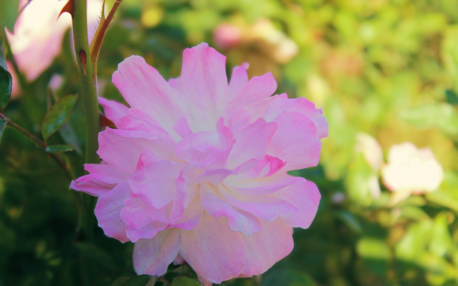 flowers flower nature flora garden summer leaf petal blooming floral color outdoors beautiful bright close-up park rose growth