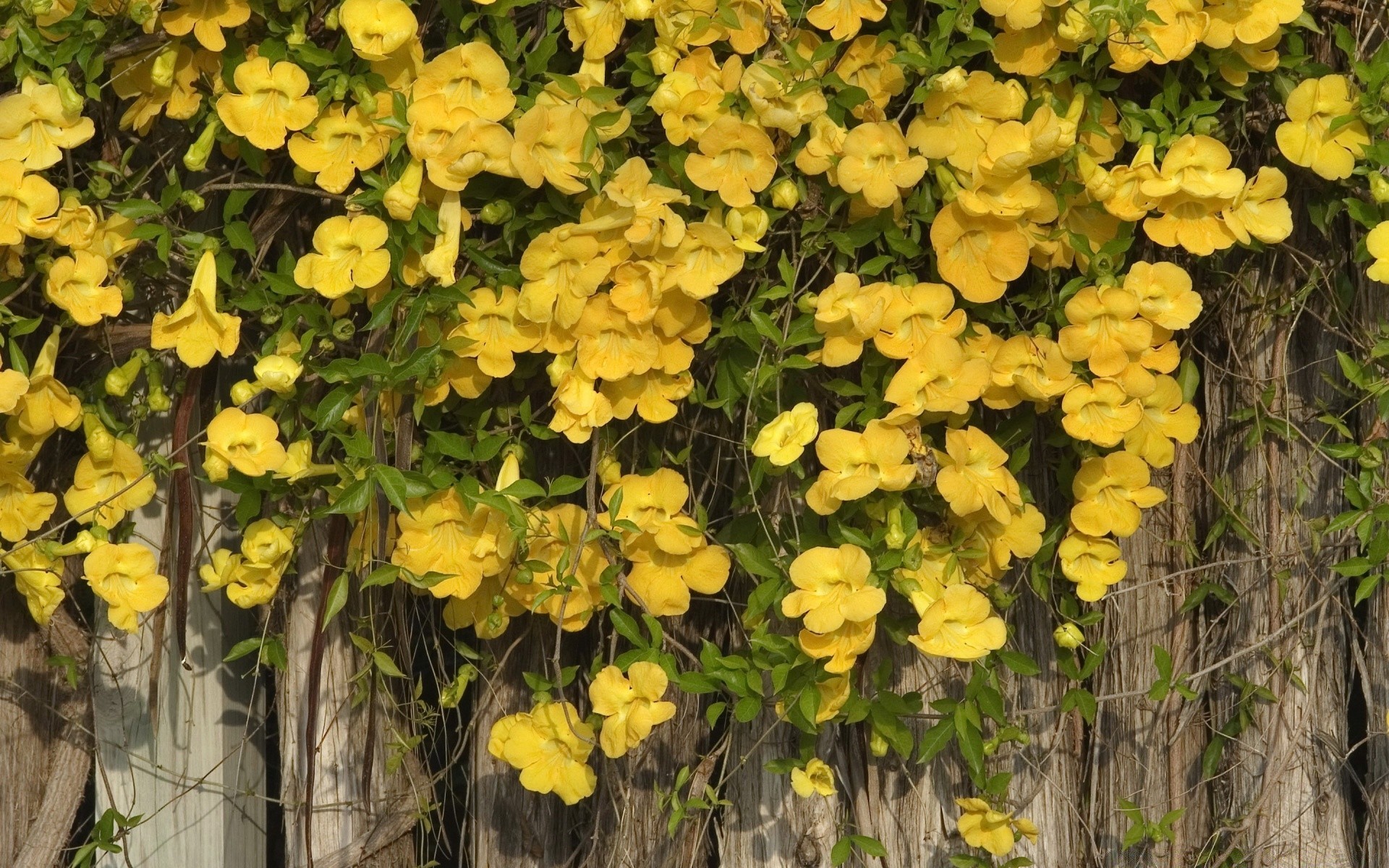 kwiaty flora natura liść kwiat ogród drzewo sezon kolor kwiatowy bluming lato wzrost na zewnątrz oddział botaniczny jasny piękny park drewno