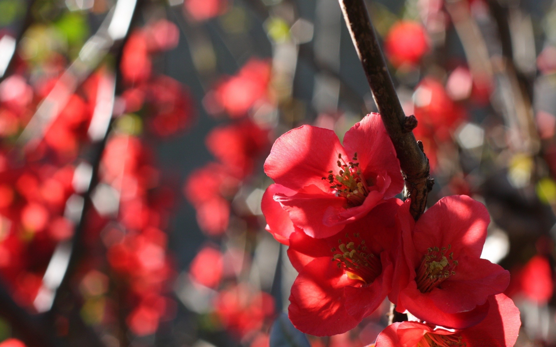 kwiaty drzewo kwiat oddział natura dekoracje ogrodowe flora na zewnątrz zima kolor róża park wakacje bluming liść