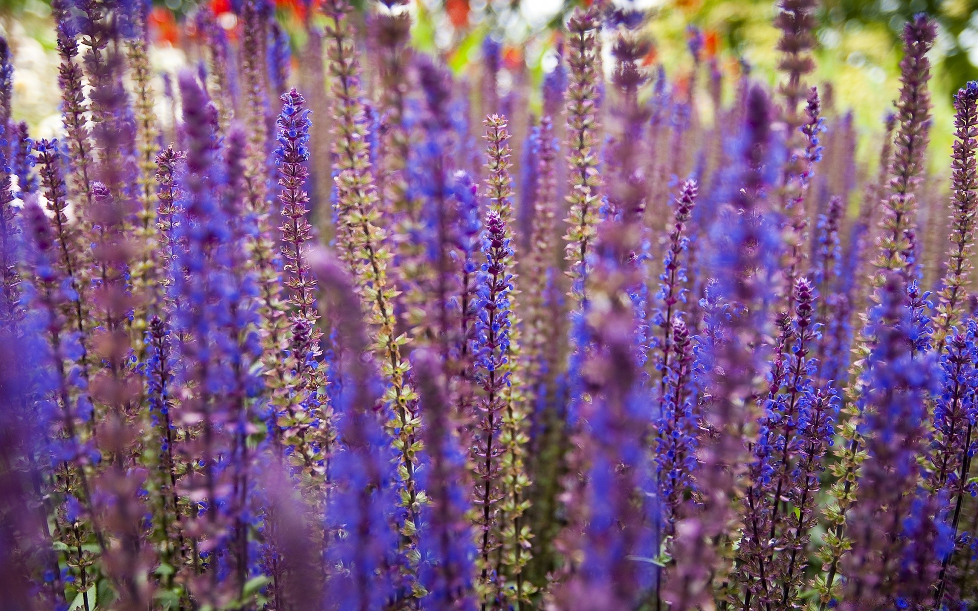 fleurs fleur nature flore été parfum champ floral à l extérieur bluming herbes lavande couleur aromatique jardin aromathérapie violet lumineux gros plan