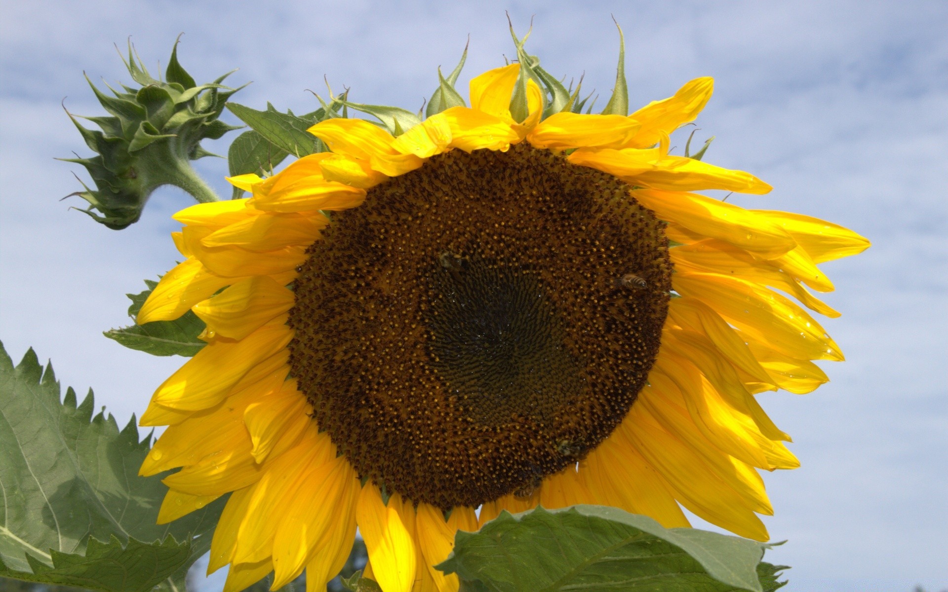 flowers nature sunflower flora summer flower leaf fair weather bright petal pollen outdoors growth sun garden sunny floral field close-up beautiful