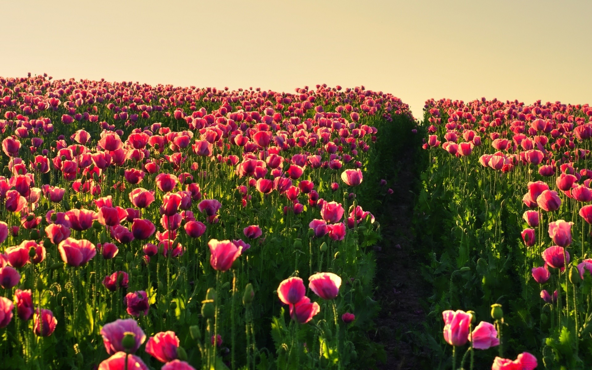 blumen blume feld natur flora sommer garten tulpe wachstum ländlichen hell farbe heuhaufen landwirtschaft blühen blumen gutes wetter blatt blütenblatt im freien