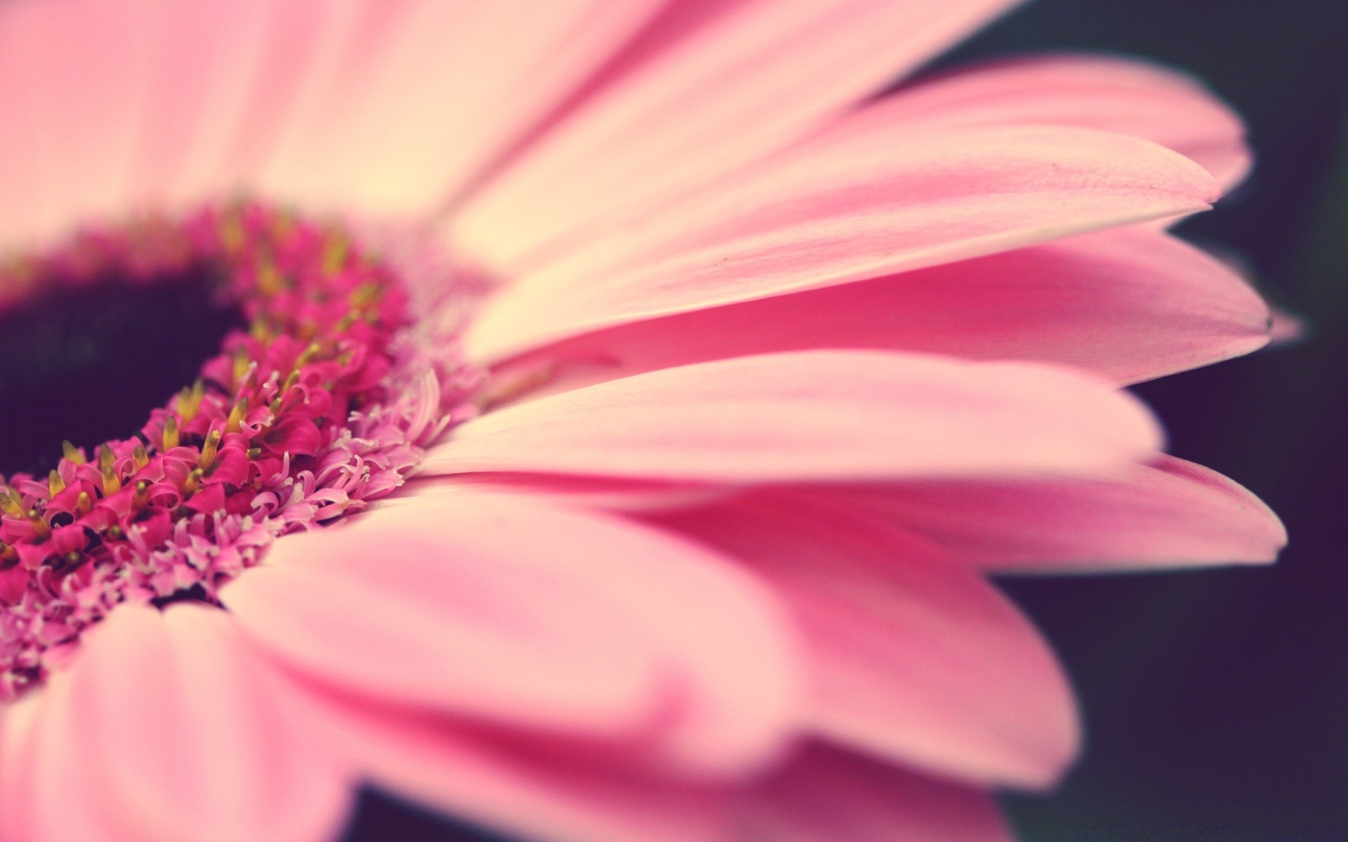 fleurs fleur nature flore été jardin lumineux couleur belle pétale gros plan bluming pollen feuille croissance gerbera