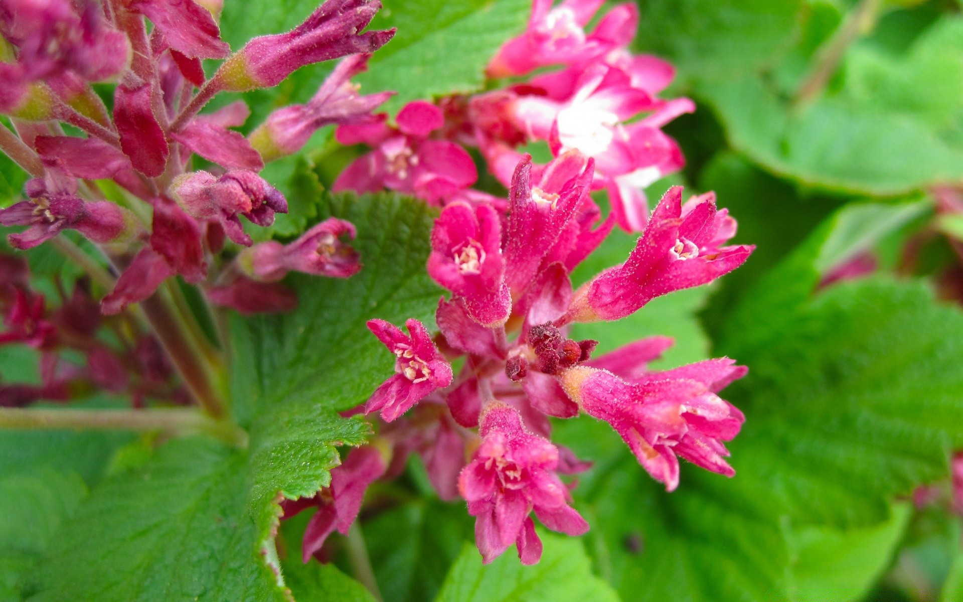 fleurs nature flore jardin feuille fleur été bluming floral pétale gros plan lumineux à l extérieur couleur croissance saison sauvage parc botanique herbe