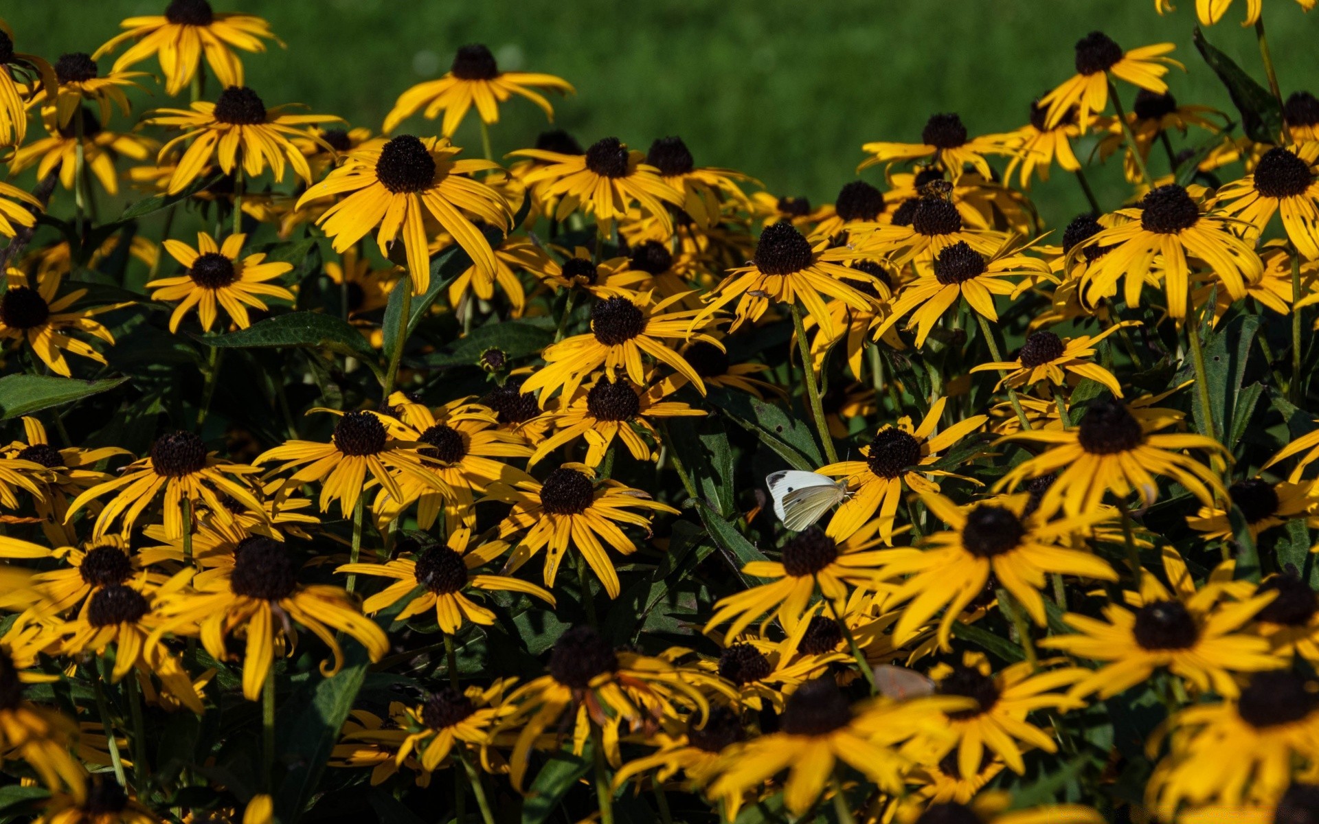 flowers flower nature summer garden flora field hayfield blooming leaf growth outdoors floral coneflower perennial petal grass