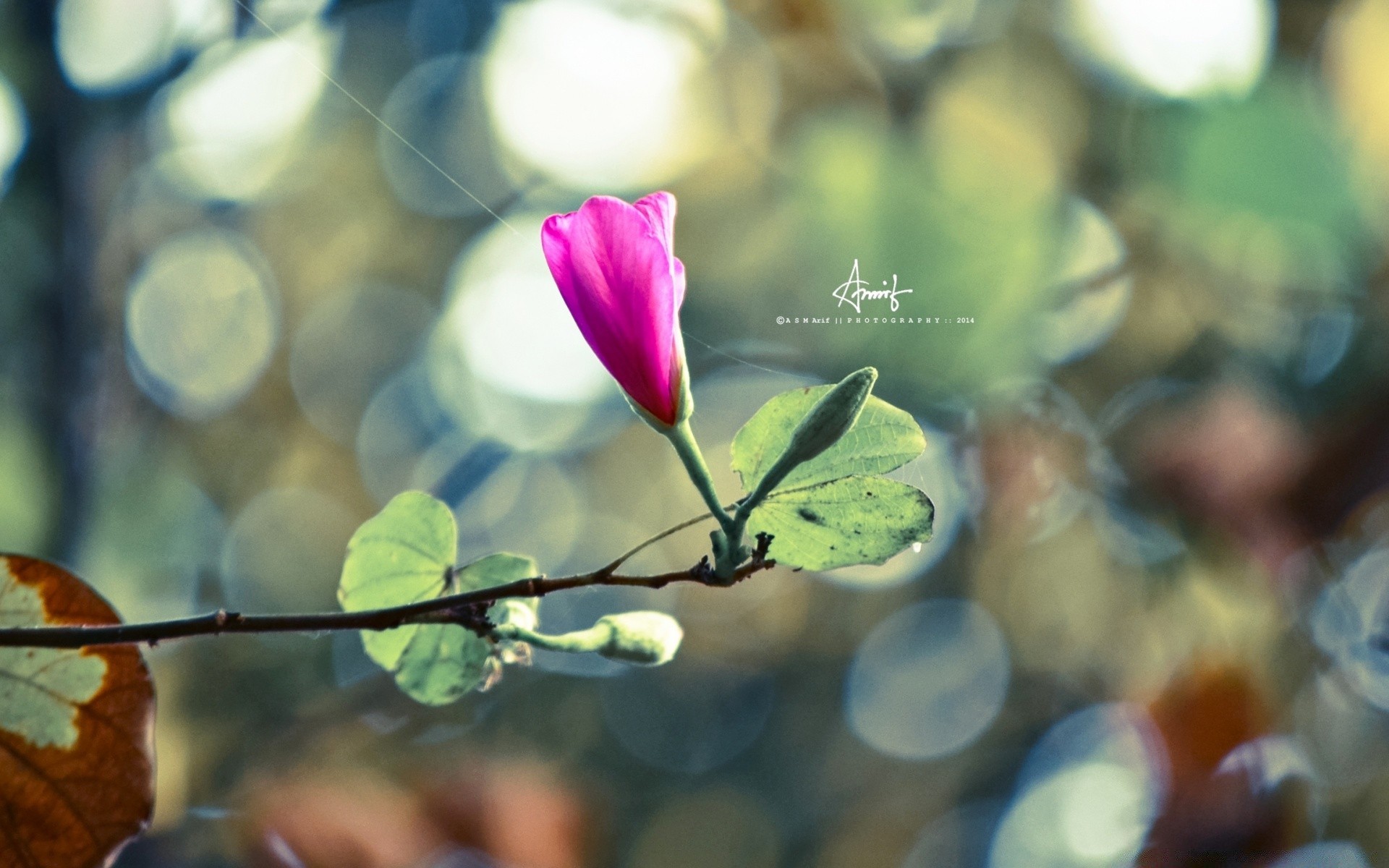 blumen blatt natur flora im freien blume hell sommer tropisch garten unschärfe schön