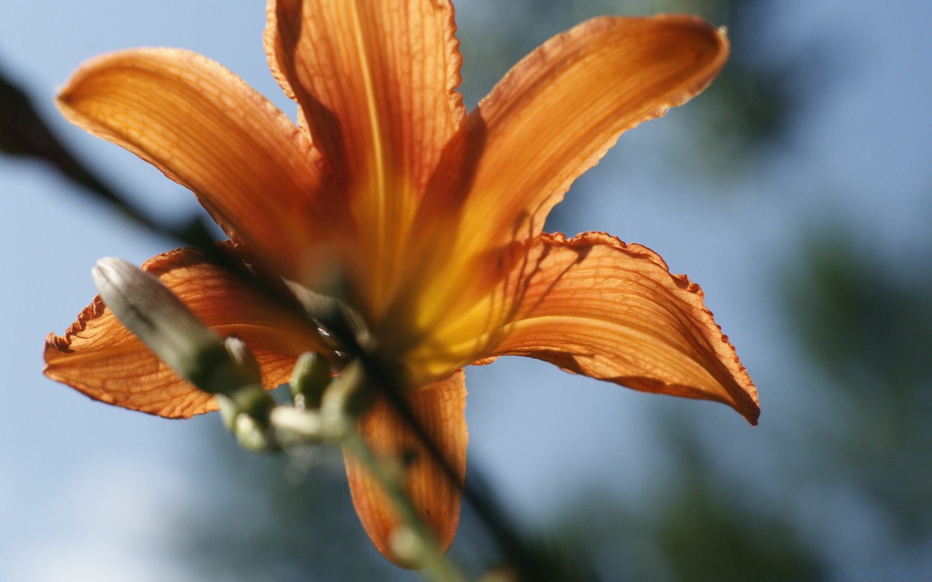 flowers nature flower outdoors leaf summer flora garden blur color petal