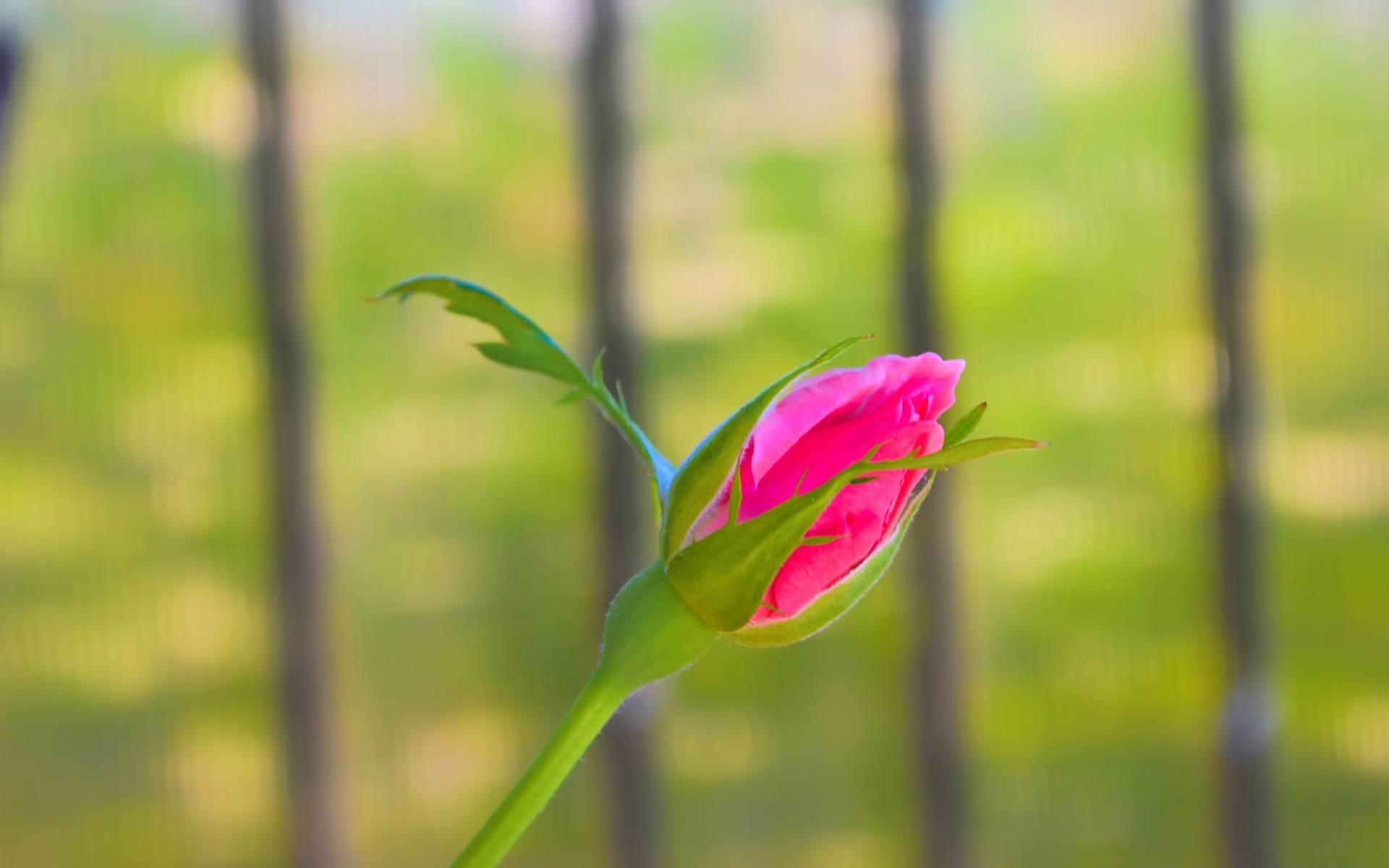 kwiaty natura kwiat liść flora lato na zewnątrz wzrost ogród jasny rozmycie dobra pogoda park kolor